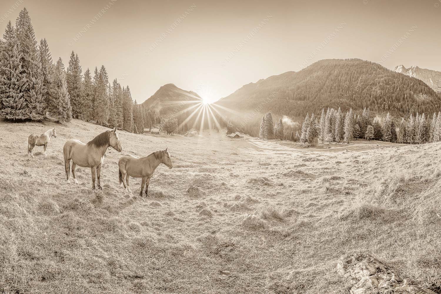 Sonnenaufgang auf der Brandlealm im Karwendelgebirge - Almpferde II 3:2 sepia -- Brandlealm Pferde Karwendel - mehr Infos bei www.Kriner-Weiermann.de