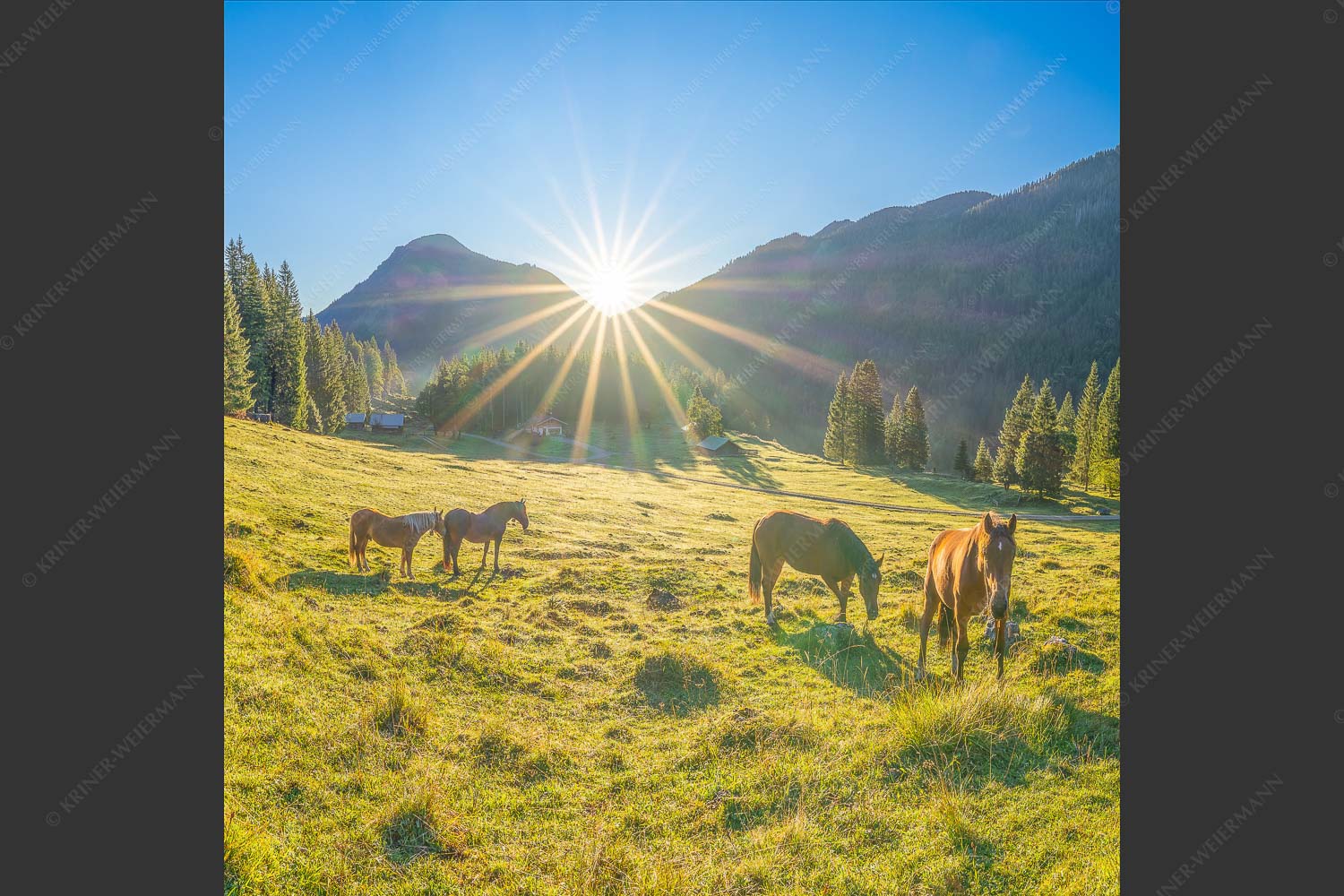 Sonnenaufgang auf der Brandlealm im Karwendelgebirge - Almpferde IV 1:1  -- Brandlealm Vorderskopf - mehr Infos bei www.Kriner-Weiermann.de