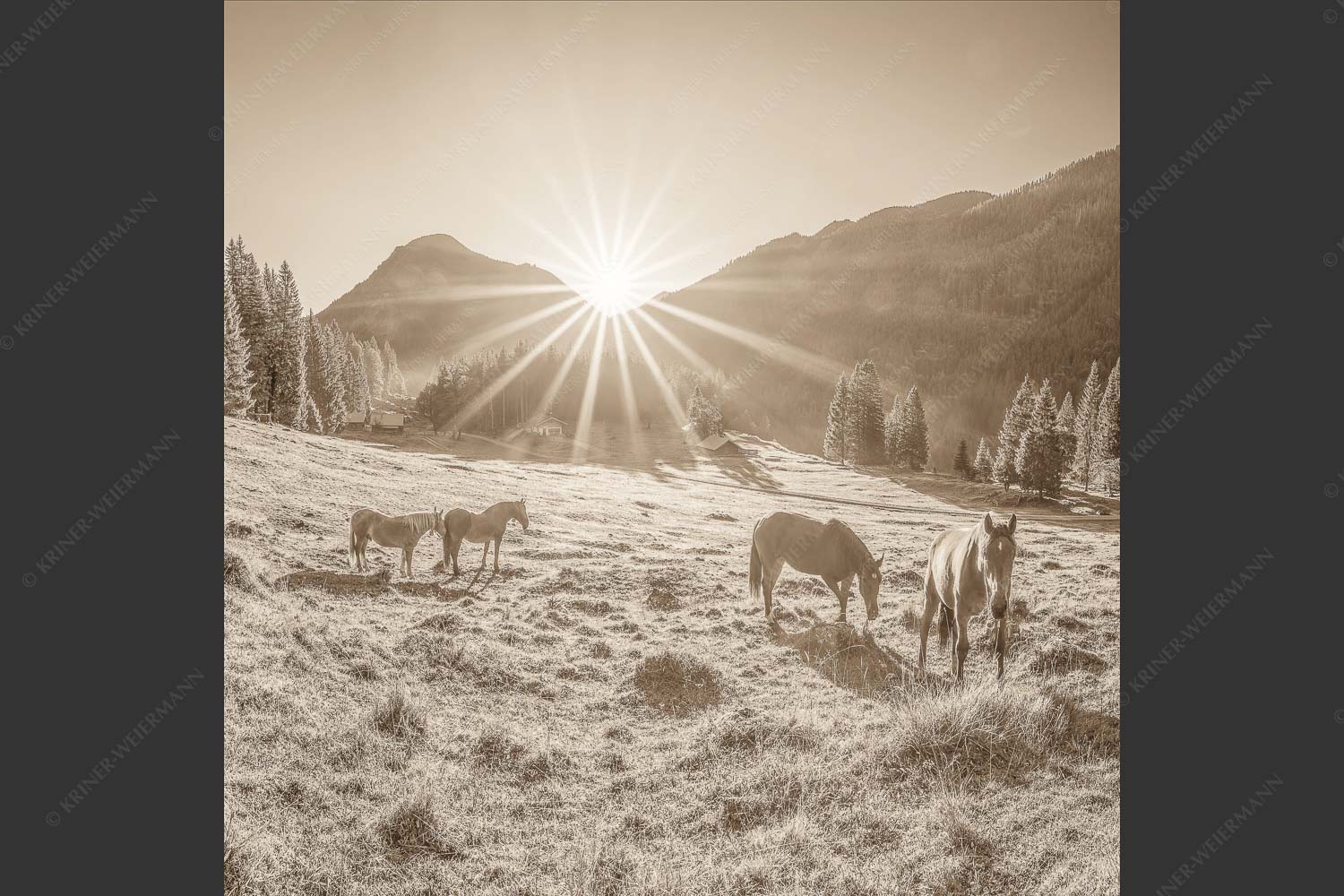 Sonnenaufgang auf der Brandlealm im Karwendelgebirge - Almpferde IV 1:1 sepia -- Brandlealm Vorderskopf - mehr Infos bei www.Kriner-Weiermann.de