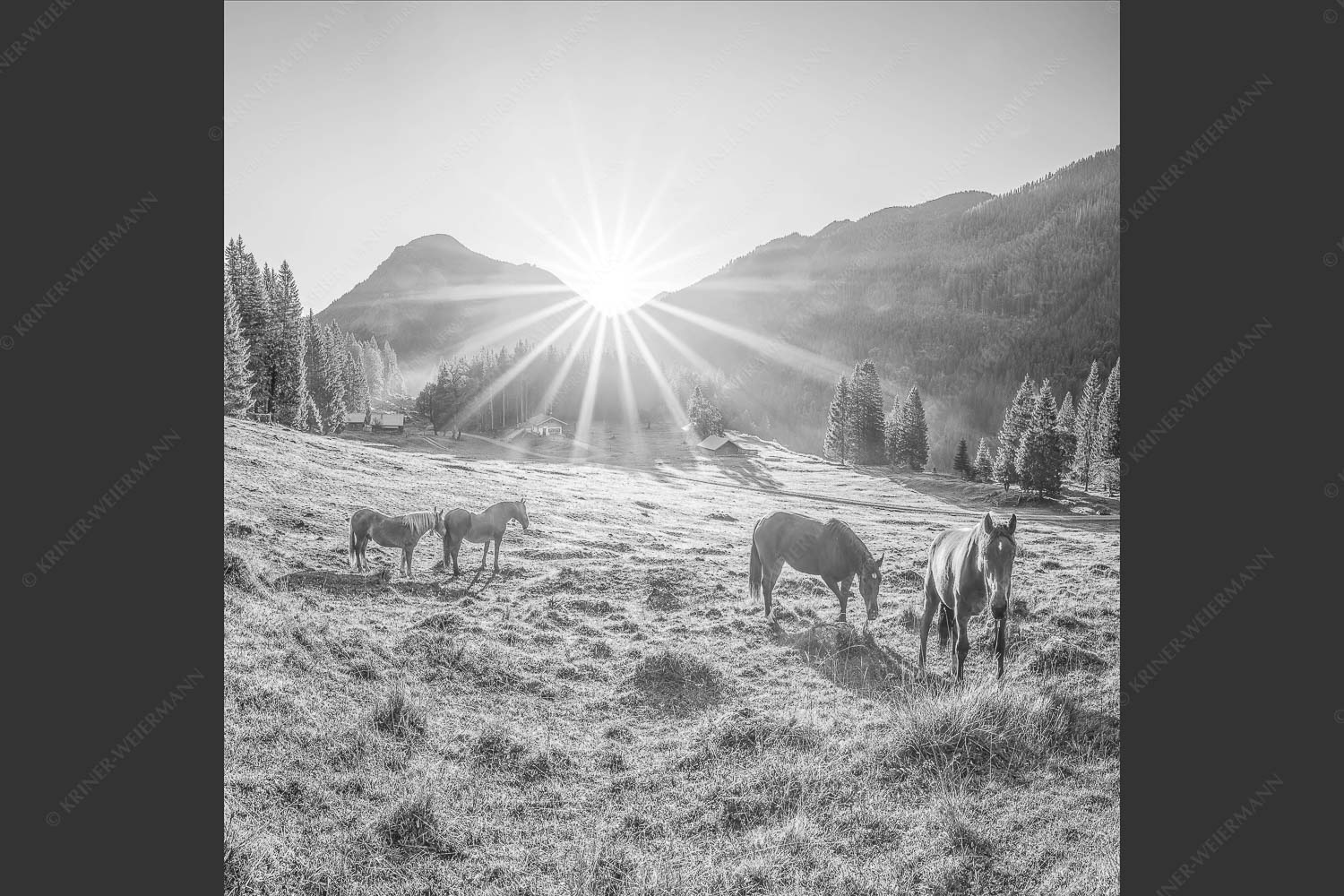 Sonnenaufgang auf der Brandlealm im Karwendelgebirge - Almpferde IV 1:1 sw -- Brandlealm Vorderskopf - mehr Infos bei www.Kriner-Weiermann.de