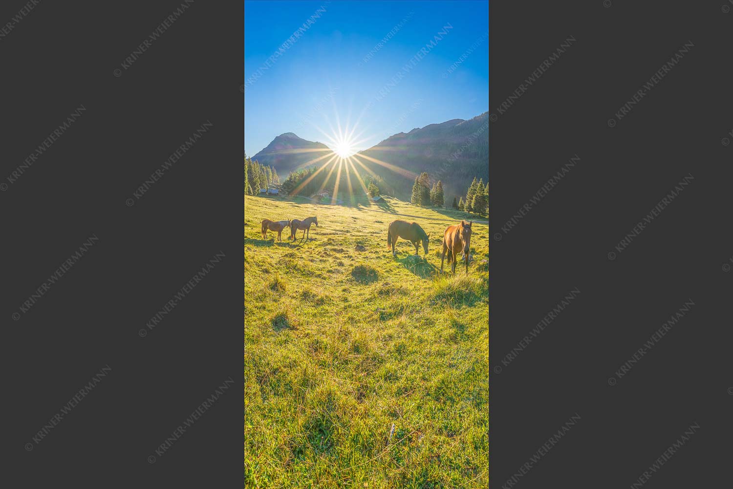 Sonnenaufgang auf der Brandlealm im Karwendelgebirge - Almpferde IV 1:2  -- Brandlealm Vorderskopf - mehr Infos bei www.Kriner-Weiermann.de