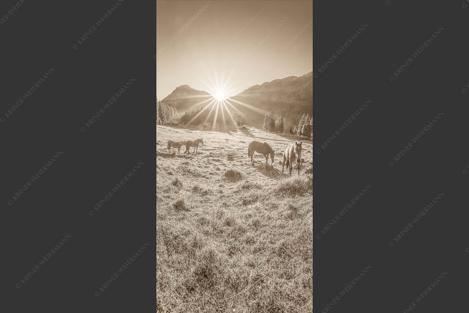 Sonnenaufgang auf der Brandlealm im Karwendelgebirge - Almpferde IV 1:2 sepia -- Brandlealm Vorderskopf - mehr Infos bei www.Kriner-Weiermann.de
