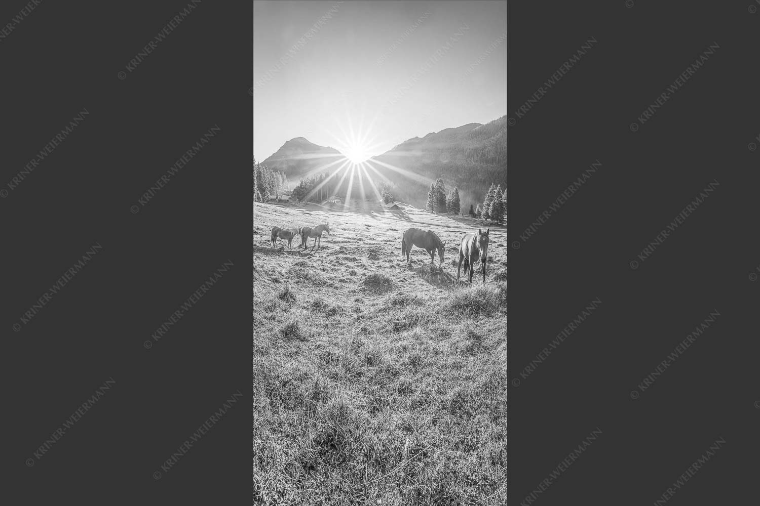 Sonnenaufgang auf der Brandlealm im Karwendelgebirge - Almpferde IV 1:2 sw -- Brandlealm Vorderskopf - mehr Infos bei www.Kriner-Weiermann.de