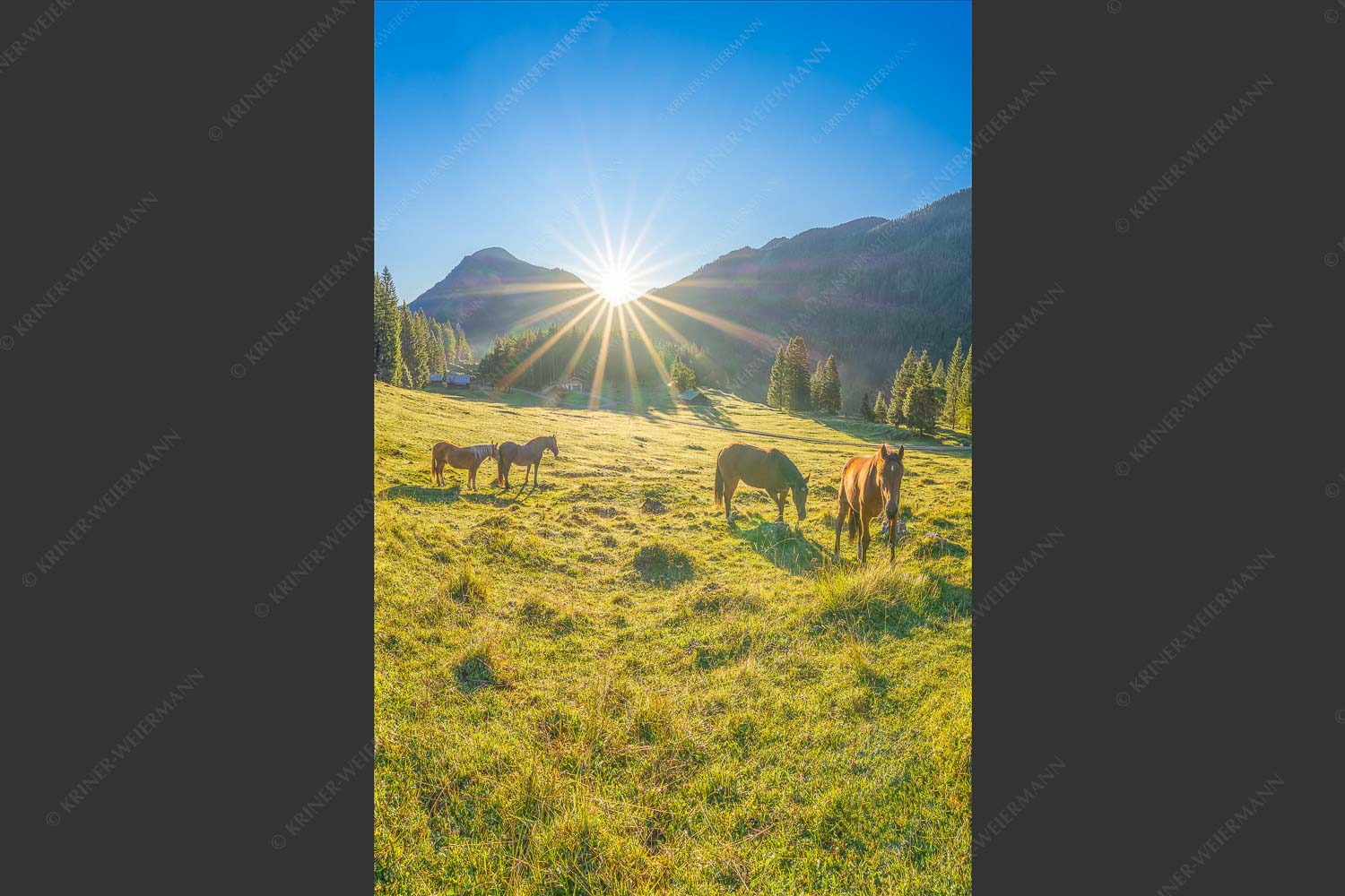 Sonnenaufgang auf der Brandlealm im Karwendelgebirge - Almpferde IV 2:3  -- Brandlealm Vorderskopf - mehr Infos bei www.Kriner-Weiermann.de