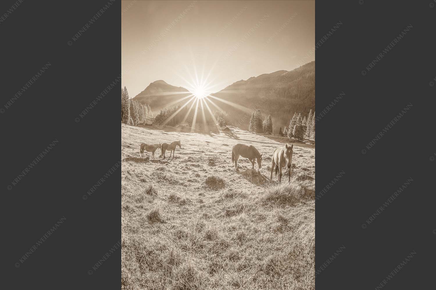Sonnenaufgang auf der Brandlealm im Karwendelgebirge - Almpferde IV 2:3 sepia -- Brandlealm Vorderskopf - mehr Infos bei www.Kriner-Weiermann.de