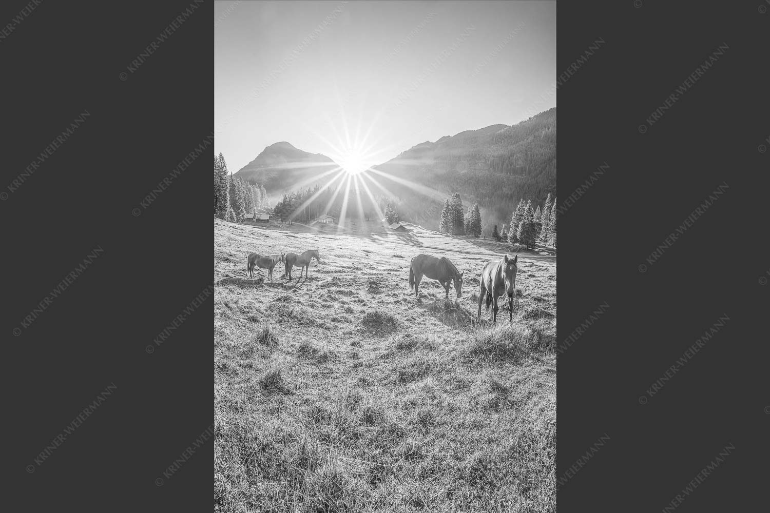 Sonnenaufgang auf der Brandlealm im Karwendelgebirge - Almpferde IV 2:3 sw -- Brandlealm Vorderskopf - mehr Infos bei www.Kriner-Weiermann.de