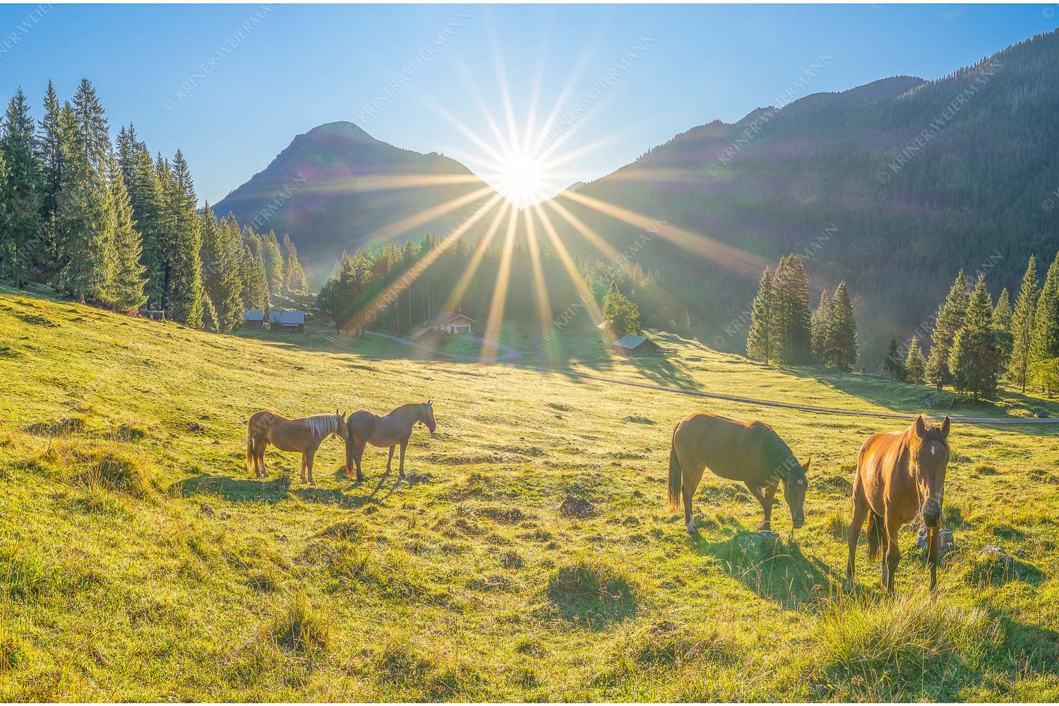 Sonnenaufgang auf der Brandlealm im Karwendelgebirge - Almpferde IV 3:2  -- Brandlealm Vorderskopf - mehr Infos bei www.Kriner-Weiermann.de