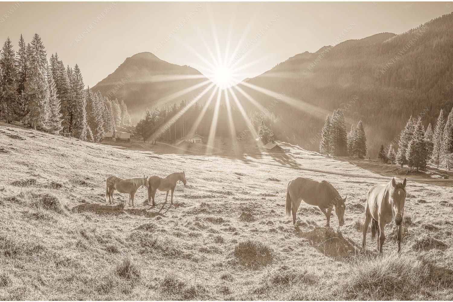 Sonnenaufgang auf der Brandlealm im Karwendelgebirge - Almpferde IV 3:2 sepia -- Brandlealm Vorderskopf - mehr Infos bei www.Kriner-Weiermann.de
