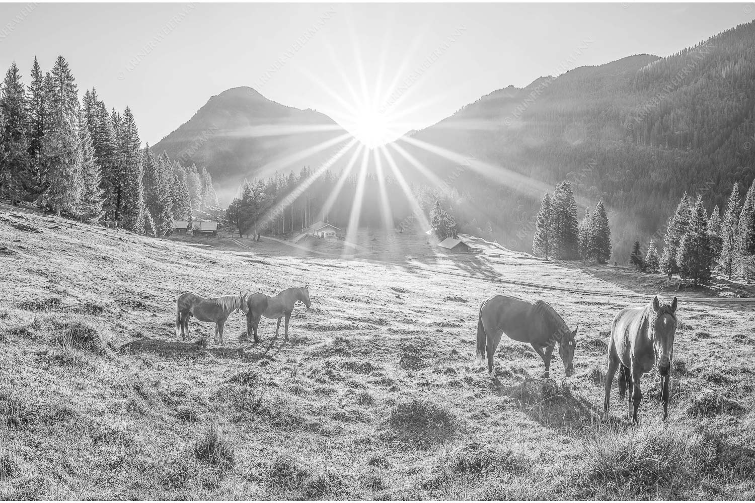 Sonnenaufgang auf der Brandlealm im Karwendelgebirge - Almpferde IV 3:2 sw -- Brandlealm Vorderskopf - mehr Infos bei www.Kriner-Weiermann.de