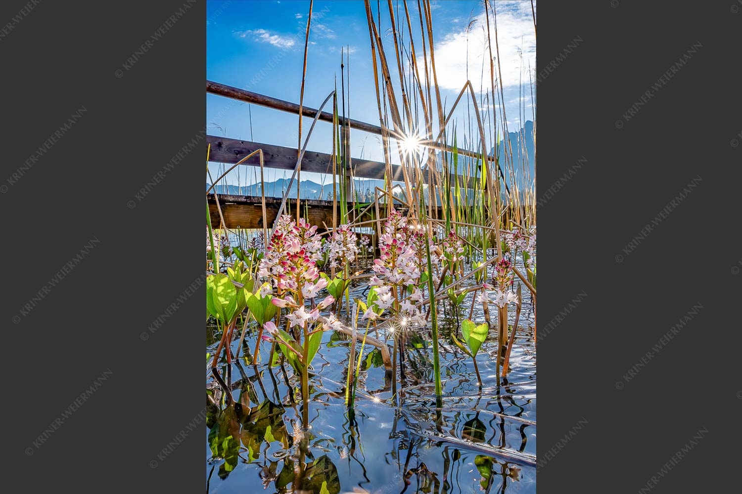 Im Frühling blüht der Vieberklee entlang der Ufer des Lautersees - Taufrisch 2:3  -- Lautersee mit Karwendel - mehr Infos bei www.Kriner-Weiermann.de