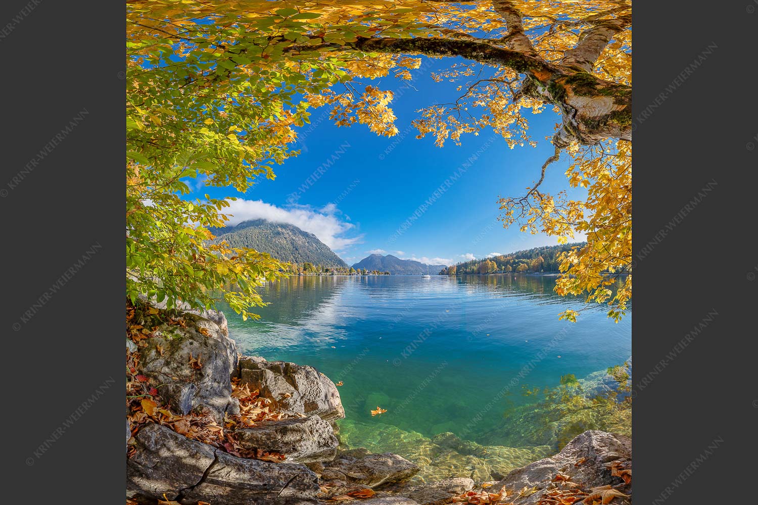 Farbenfroh zeigen sich im Herbst die Uferregionen des Sees - Walchensee im Herbst 1:1  -- Herzogstand mit Walchenseebucht - mehr Infos bei www.Kriner-Weiermann.de