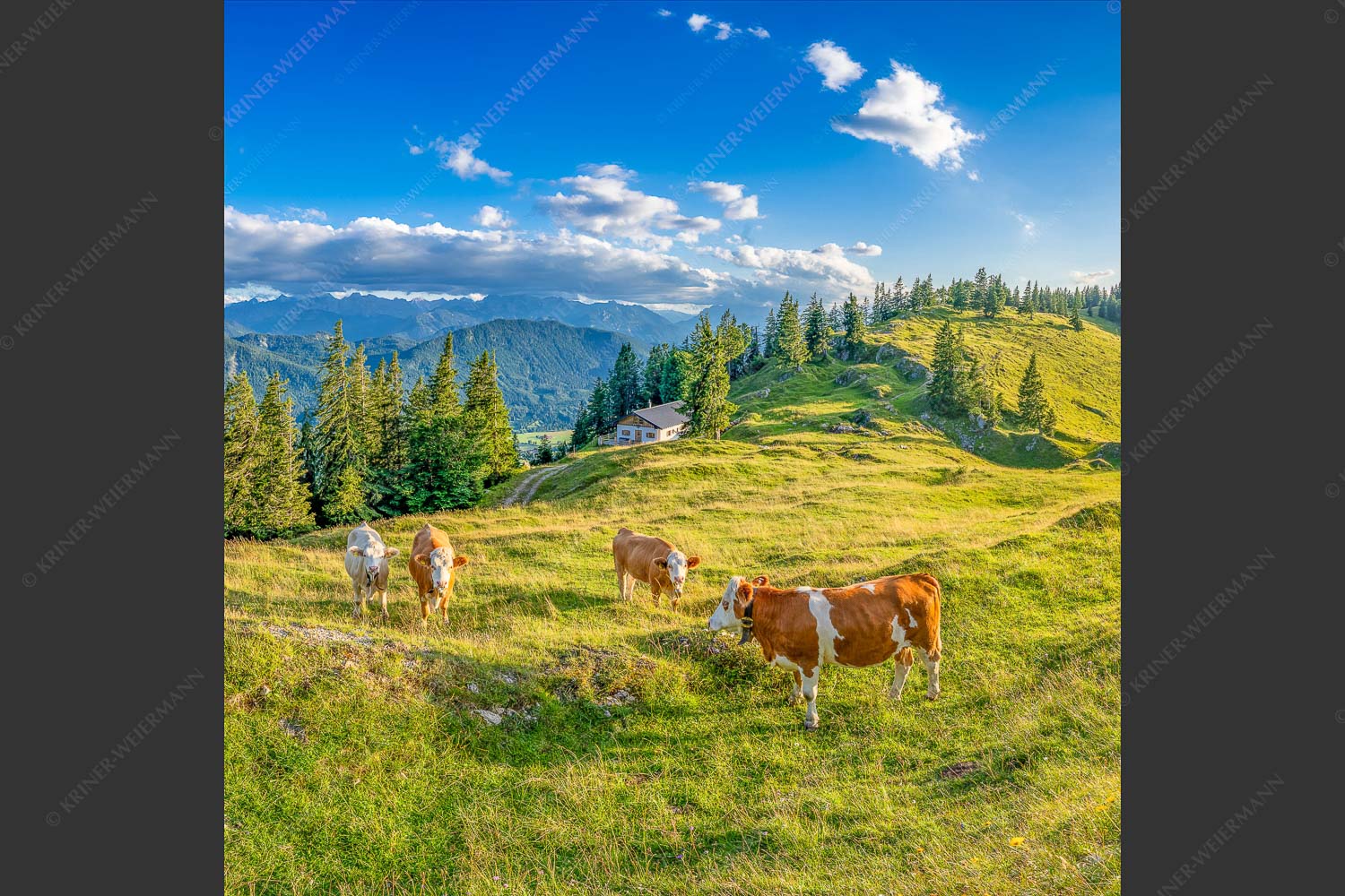 Junge Kälber auf einer Alm bei Jachenau - Almabend 1:1  -- Almweide Jachenau - mehr Infos bei www.Kriner-Weiermann.de