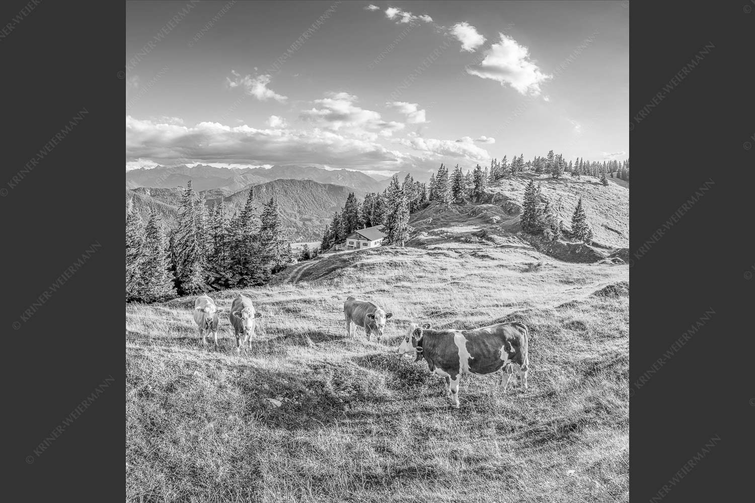 Junge Kälber auf einer Alm bei Jachenau - Almabend 1:1 sw -- Almweide Jachenau - mehr Infos bei www.Kriner-Weiermann.de