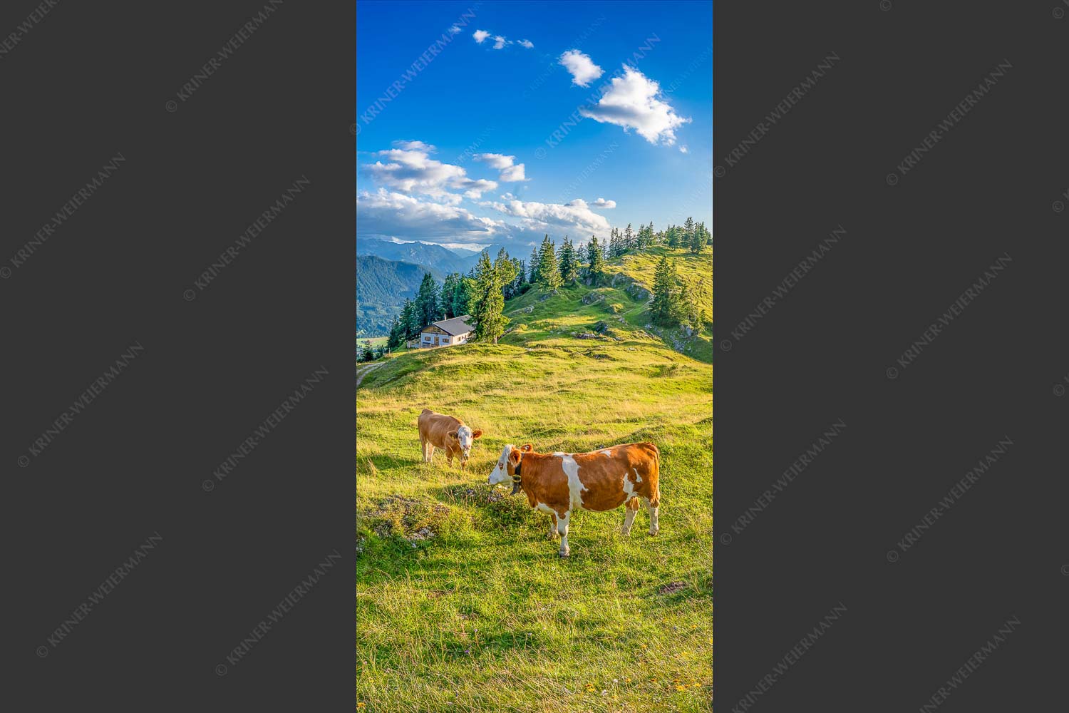 Junge Kälber auf einer Alm bei Jachenau - Almabend 1:2  -- Almweide Jachenau - mehr Infos bei www.Kriner-Weiermann.de