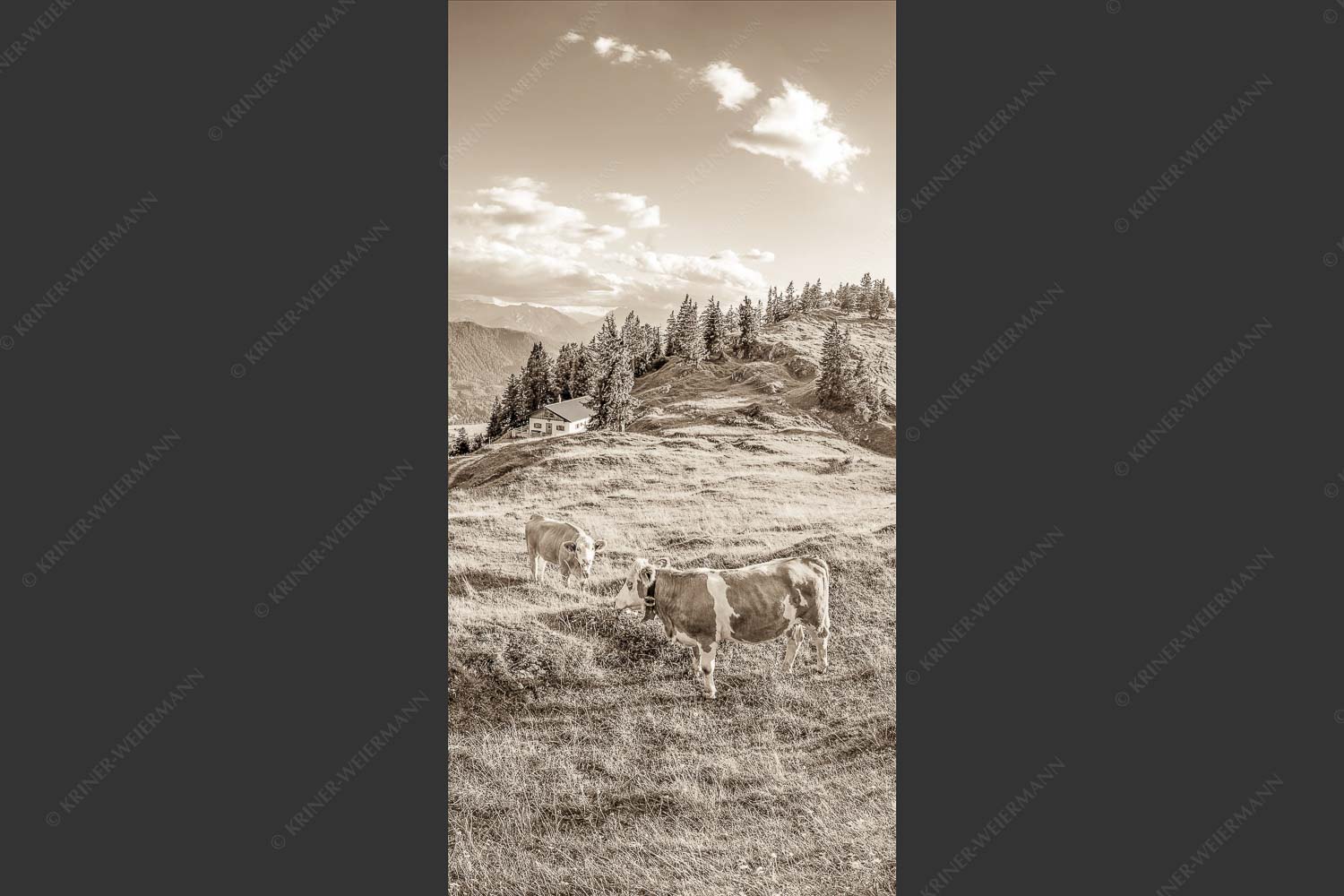 Junge Kälber auf einer Alm bei Jachenau - Almabend 1:2 sepia -- Almweide Jachenau - mehr Infos bei www.Kriner-Weiermann.de