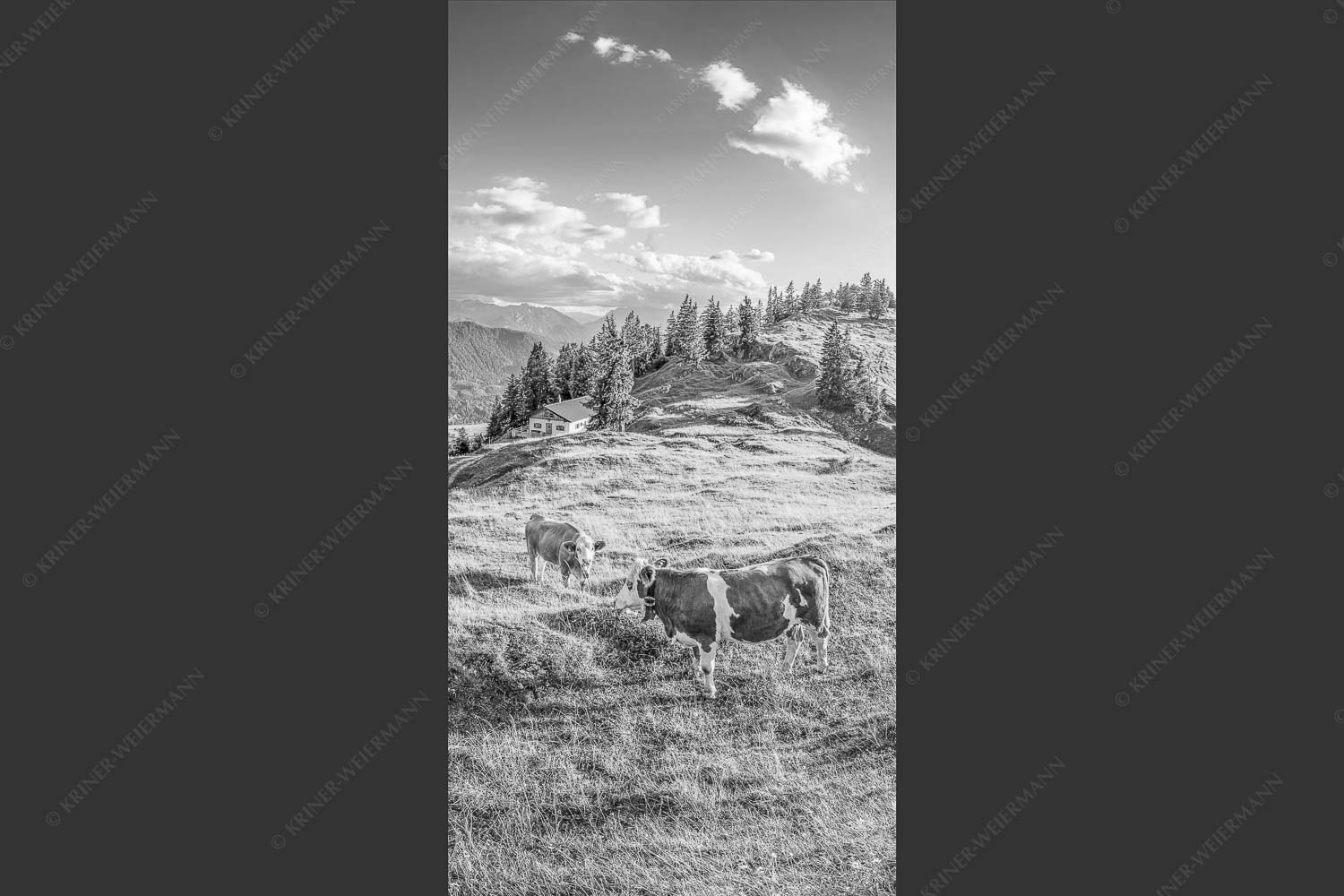 Junge Kälber auf einer Alm bei Jachenau - Almabend 1:2 sw -- Almweide Jachenau - mehr Infos bei www.Kriner-Weiermann.de