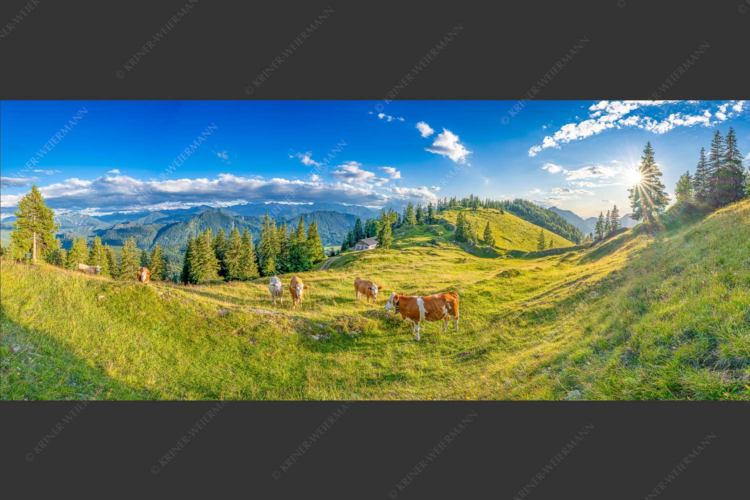 Junge Kälber auf einer Alm bei Jachenau - Almabend 2,5:1  -- Almweide Jachenau - mehr Infos bei www.Kriner-Weiermann.de