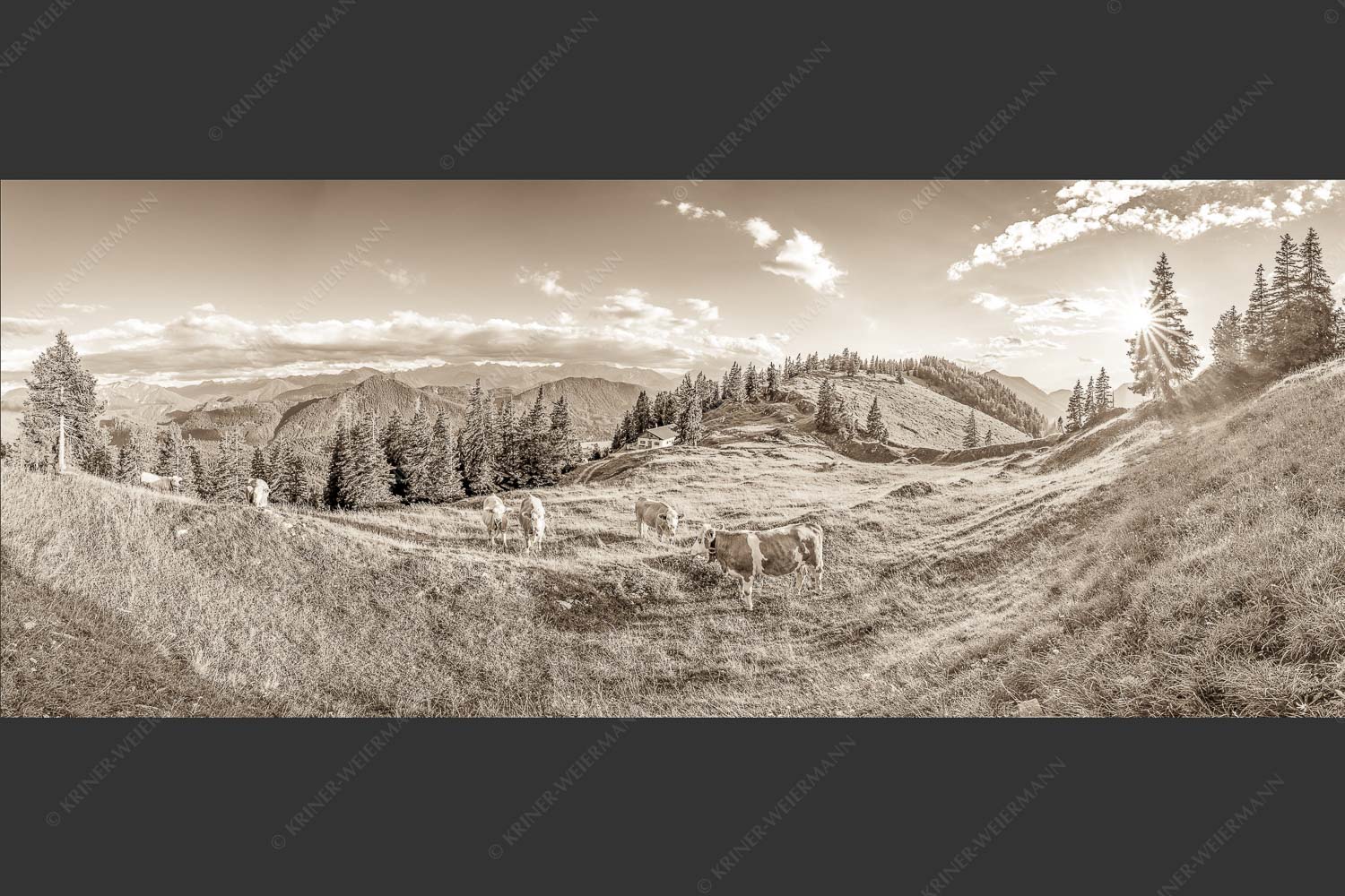 Junge Kälber auf einer Alm bei Jachenau - Almabend 2,5:1 sepia -- Almweide Jachenau - mehr Infos bei www.Kriner-Weiermann.de