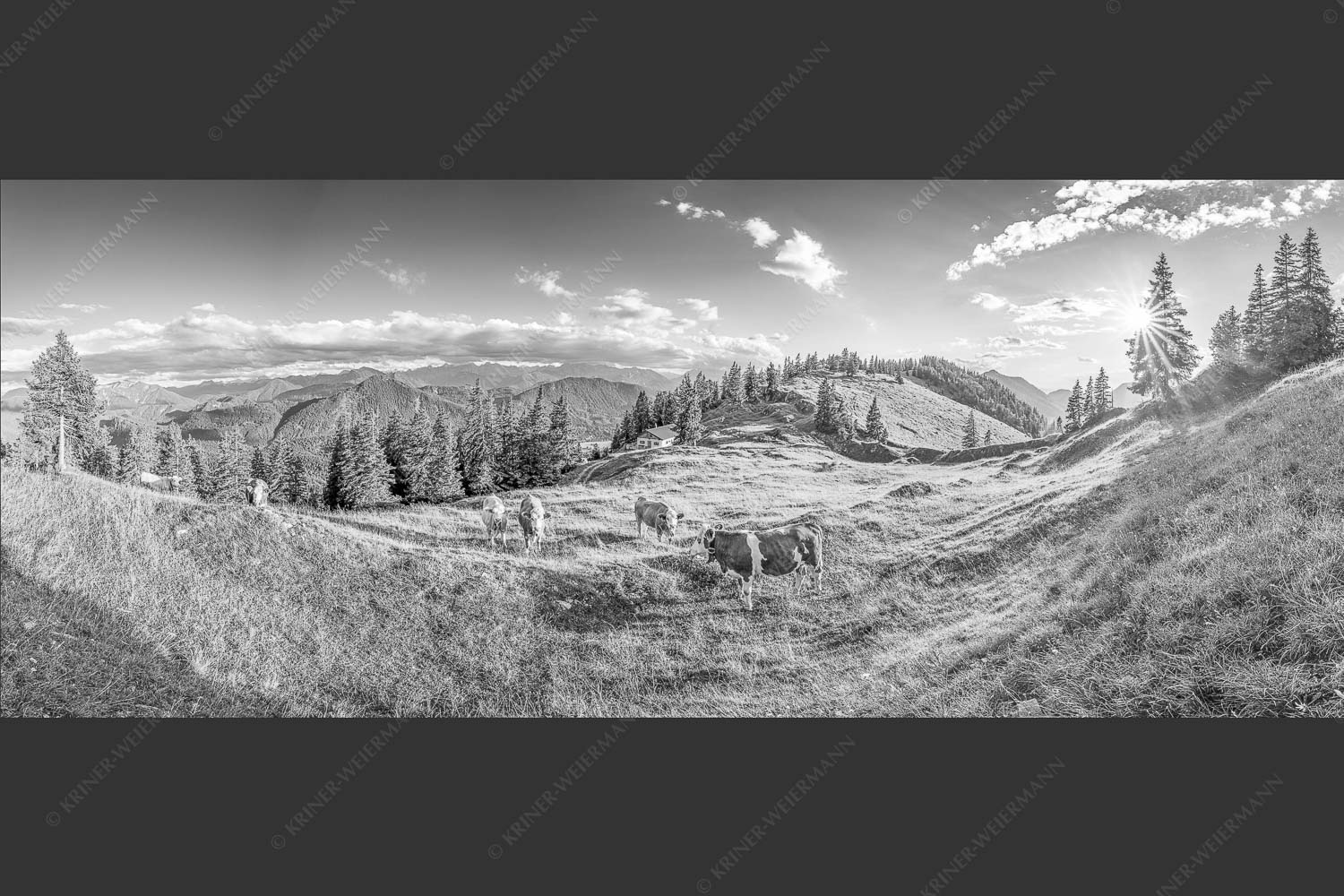 Junge Kälber auf einer Alm bei Jachenau - Almabend 2,5:1 sw -- Almweide Jachenau - mehr Infos bei www.Kriner-Weiermann.de