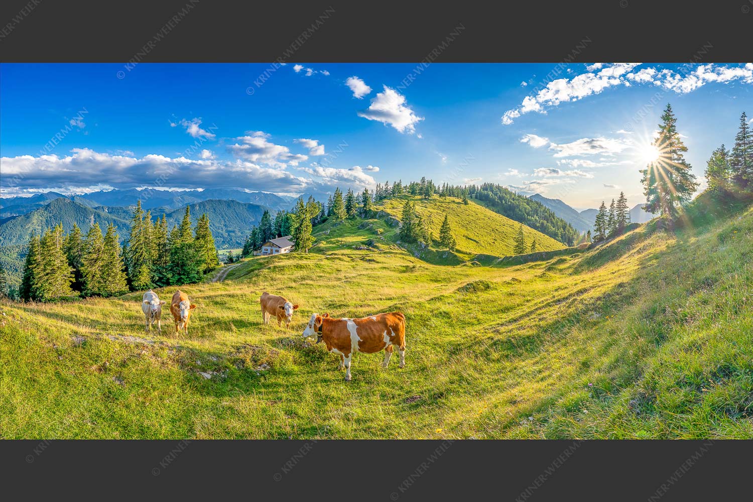 Junge Kälber auf einer Alm bei Jachenau - Almabend 2:1  -- Almweide Jachenau - mehr Infos bei www.Kriner-Weiermann.de