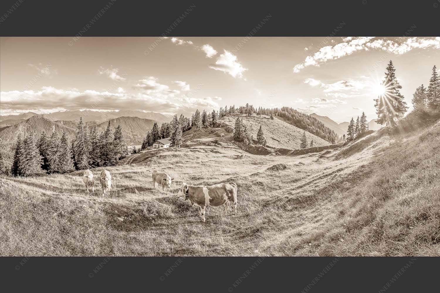 Junge Kälber auf einer Alm bei Jachenau - Almabend 2:1 sepia -- Almweide Jachenau - mehr Infos bei www.Kriner-Weiermann.de