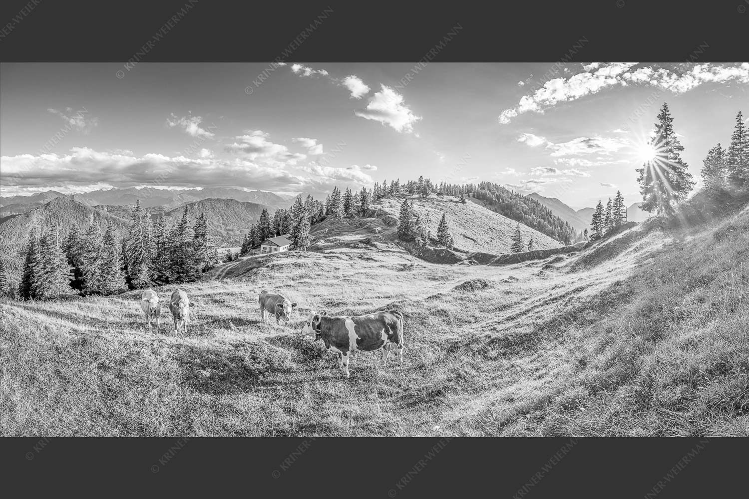 Junge Kälber auf einer Alm bei Jachenau - Almabend 2:1 sw -- Almweide Jachenau - mehr Infos bei www.Kriner-Weiermann.de