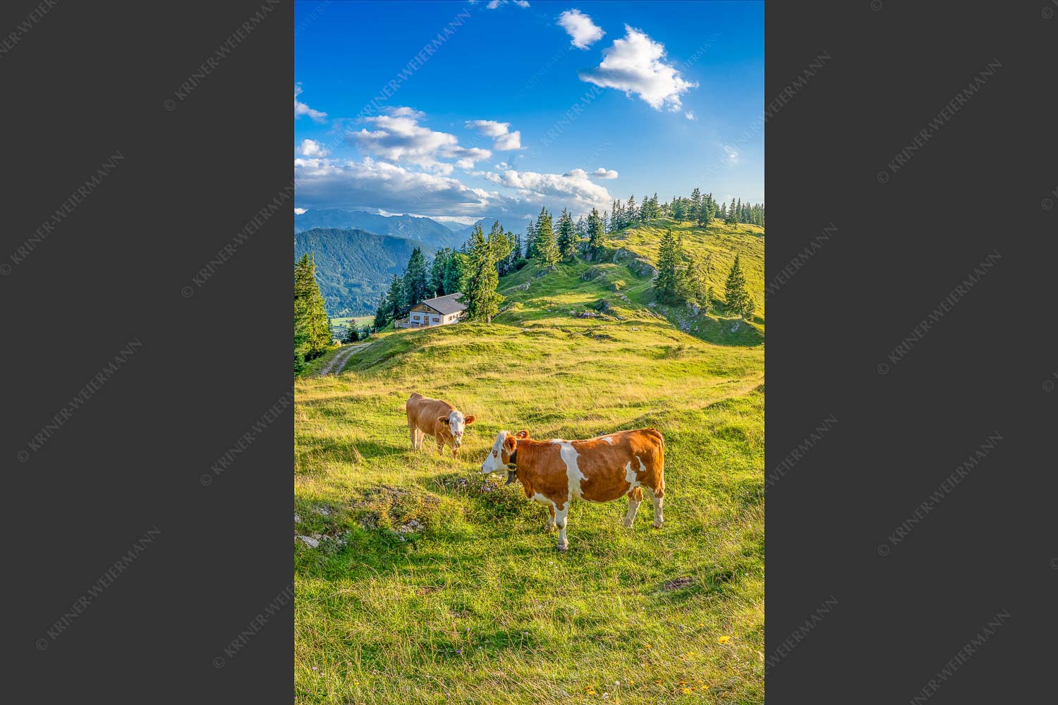 Junge Kälber auf einer Alm bei Jachenau - Almabend 2:3  -- Almweide Jachenau - mehr Infos bei www.Kriner-Weiermann.de