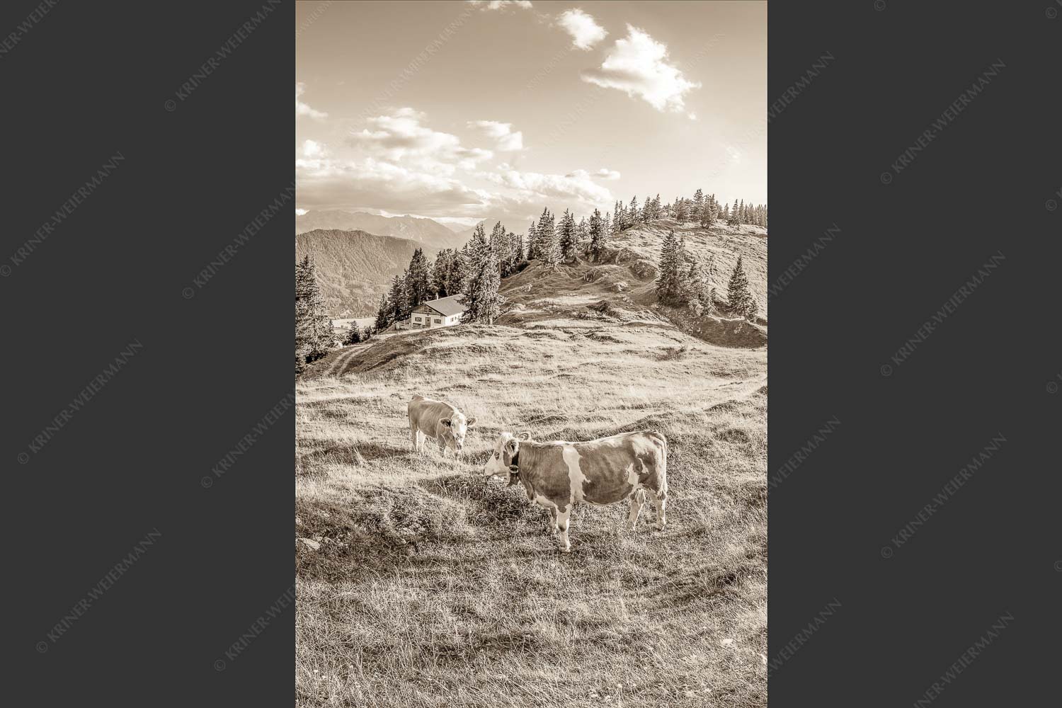 Junge Kälber auf einer Alm bei Jachenau - Almabend 2:3 sepia -- Almweide Jachenau - mehr Infos bei www.Kriner-Weiermann.de