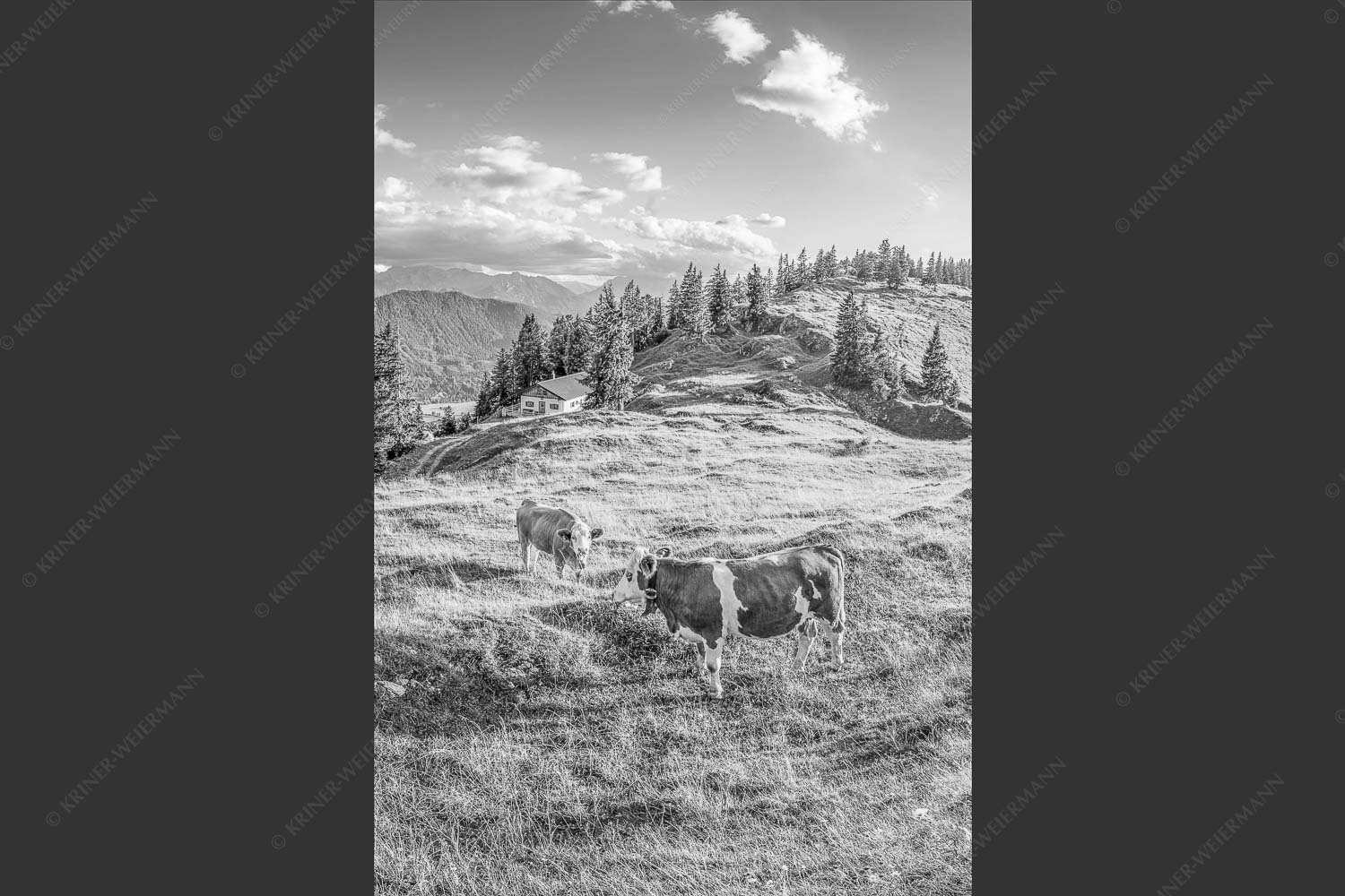 Junge Kälber auf einer Alm bei Jachenau - Almabend 2:3 sw -- Almweide Jachenau - mehr Infos bei www.Kriner-Weiermann.de