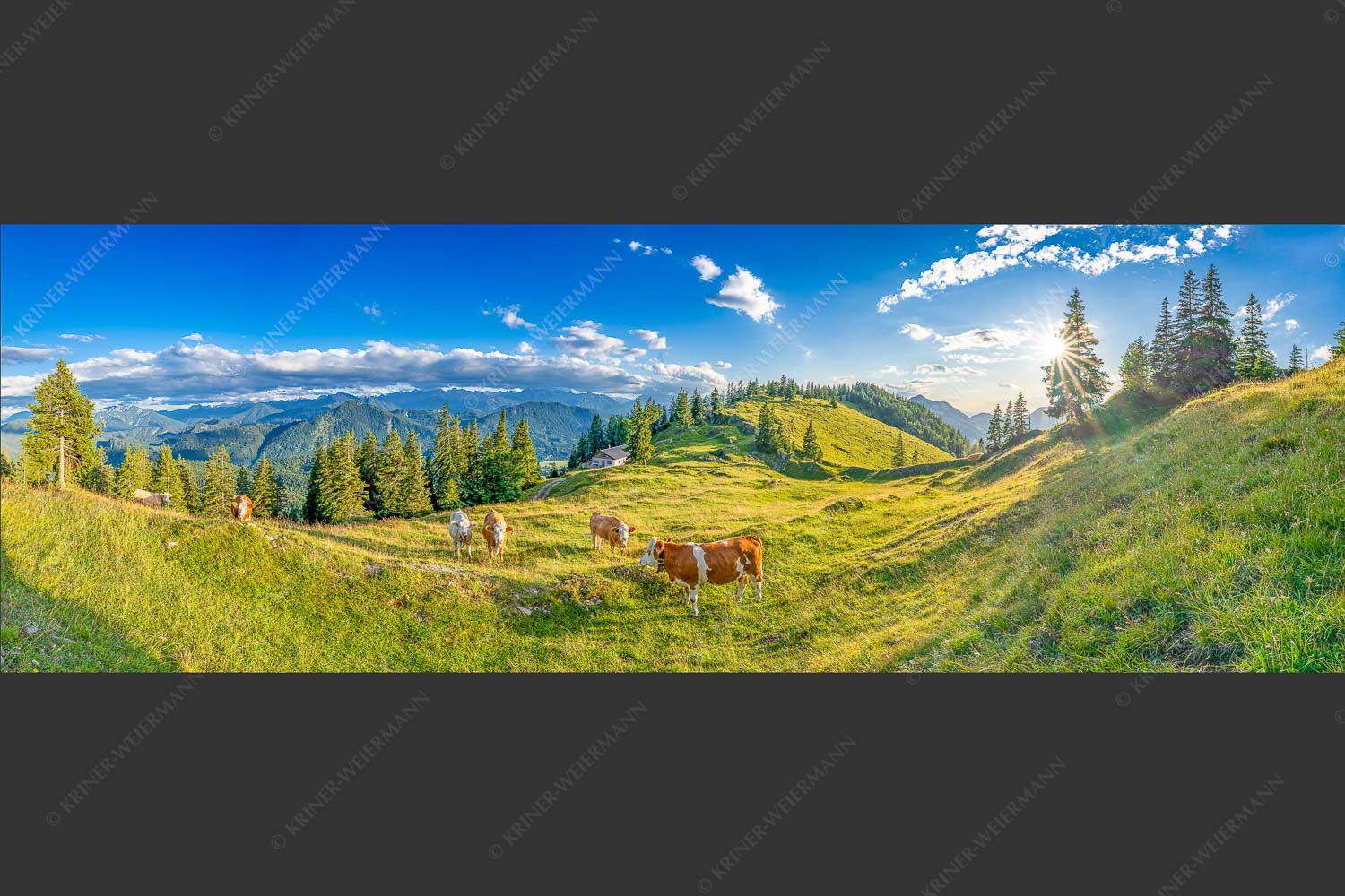 Junge Kälber auf einer Alm bei Jachenau - Almabend 3:1  -- Almweide Jachenau - mehr Infos bei www.Kriner-Weiermann.de