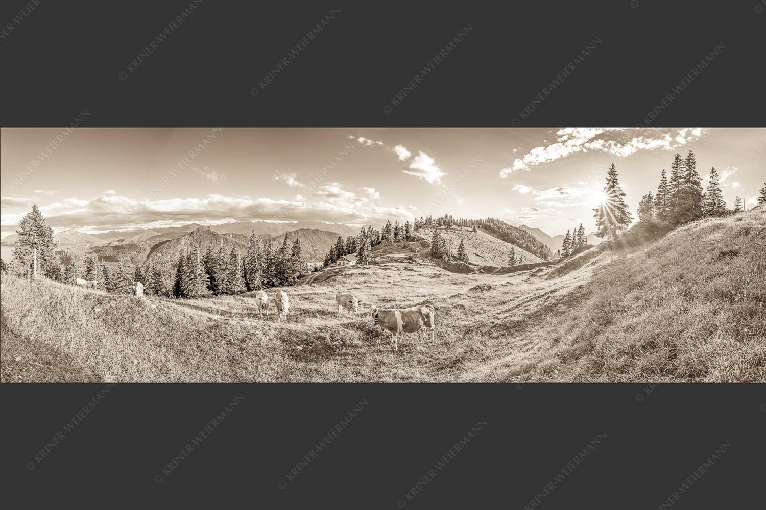 Junge Kälber auf einer Alm bei Jachenau - Almabend 3:1 sepia -- Almweide Jachenau - mehr Infos bei www.Kriner-Weiermann.de