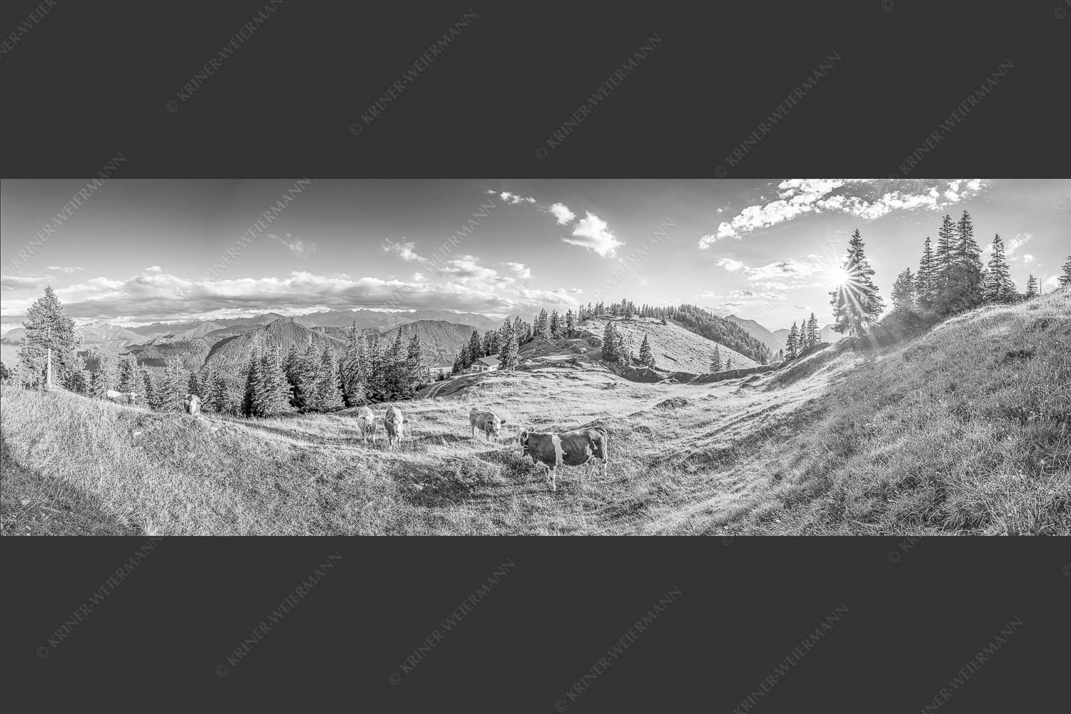 Junge Kälber auf einer Alm bei Jachenau - Almabend 3:1 sw -- Almweide Jachenau - mehr Infos bei www.Kriner-Weiermann.de