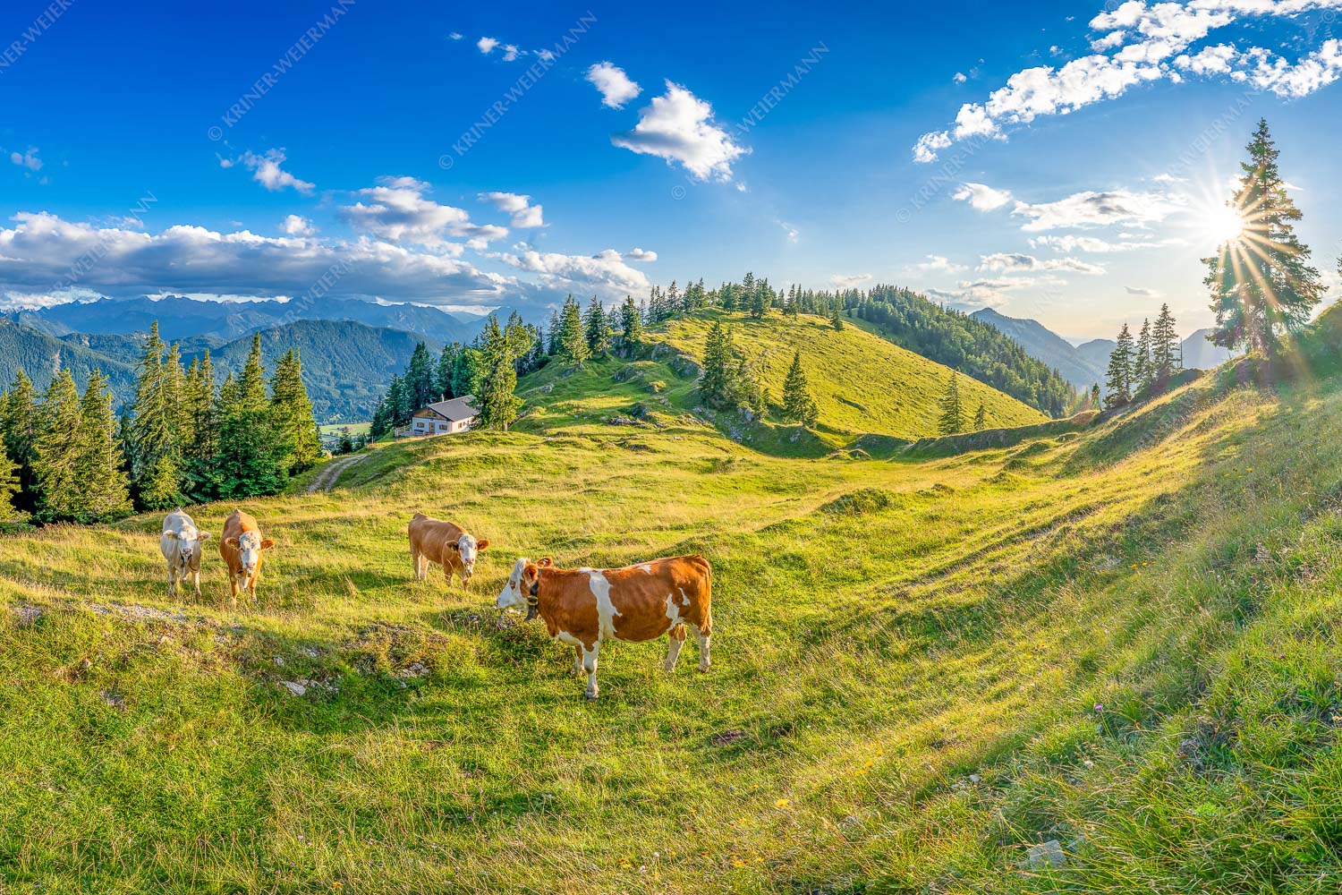 Junge Kälber auf einer Alm bei Jachenau - Almabend 3:2  -- Almweide Jachenau - mehr Infos bei www.Kriner-Weiermann.de