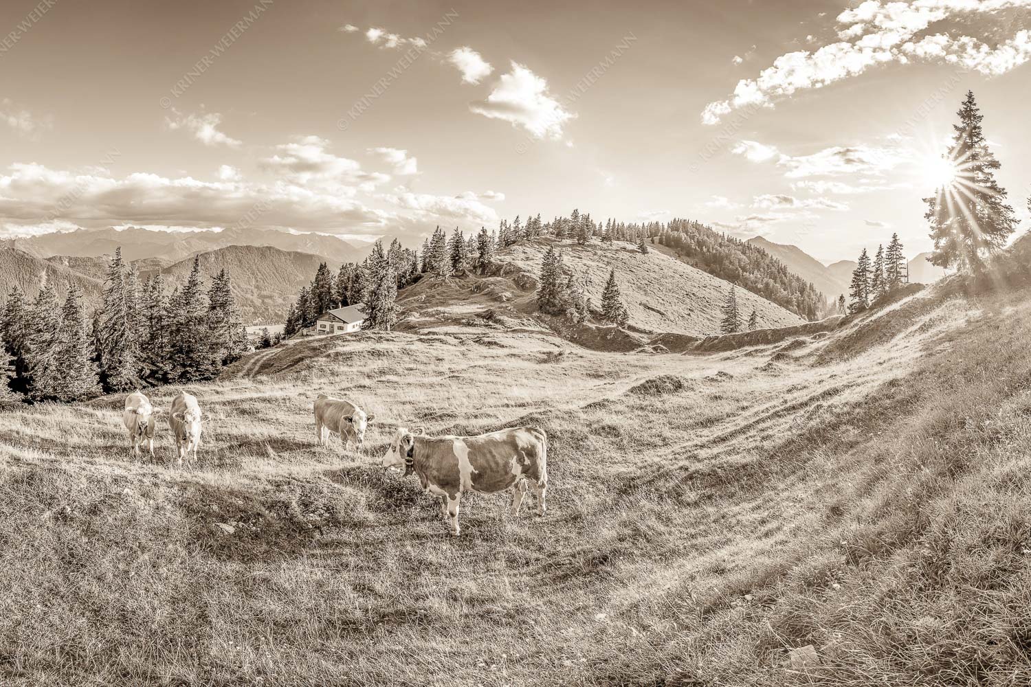 Junge Kälber auf einer Alm bei Jachenau - Almabend 3:2 sepia -- Almweide Jachenau - mehr Infos bei www.Kriner-Weiermann.de