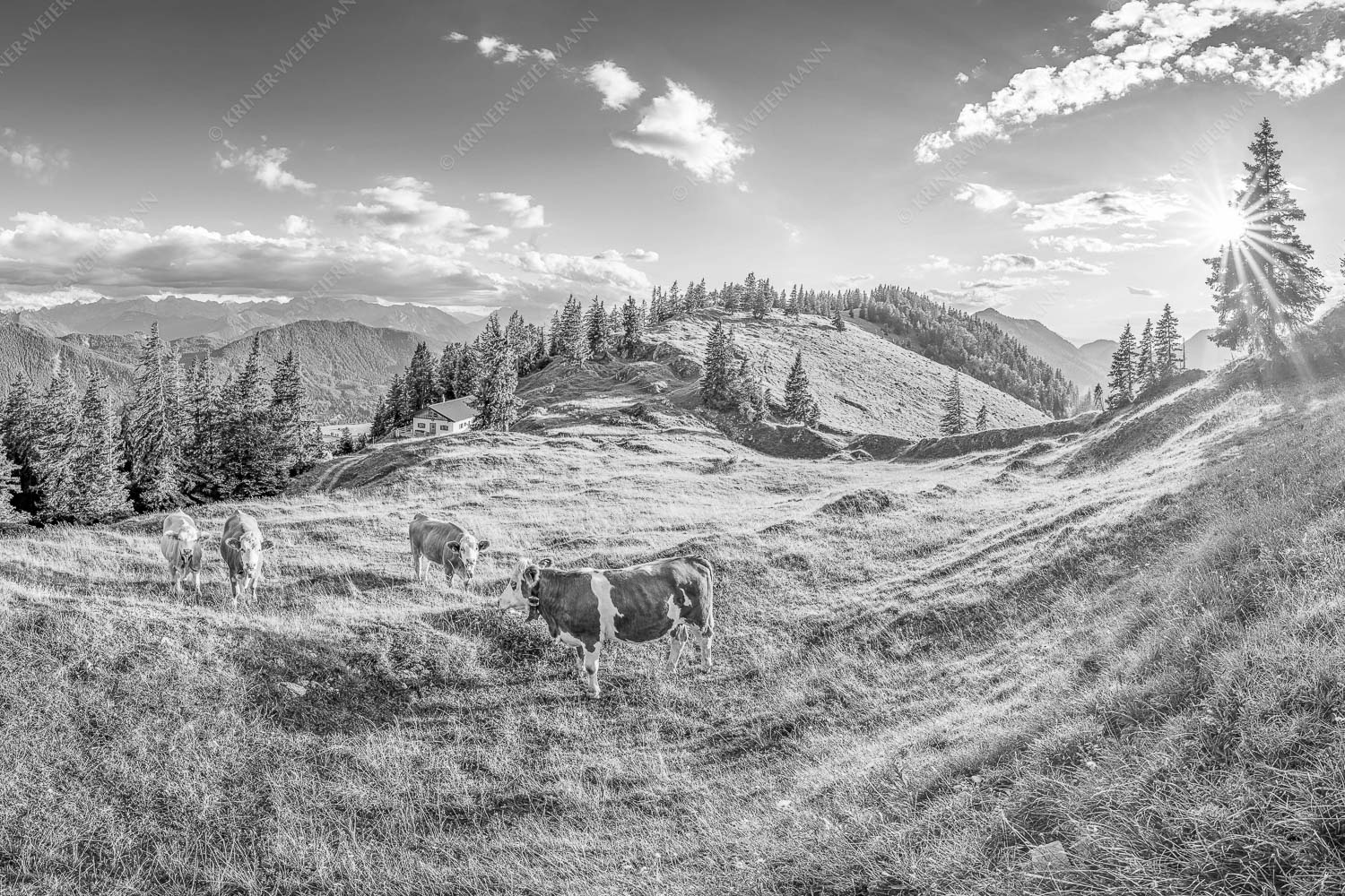 Junge Kälber auf einer Alm bei Jachenau - Almabend 3:2 sw -- Almweide Jachenau - mehr Infos bei www.Kriner-Weiermann.de