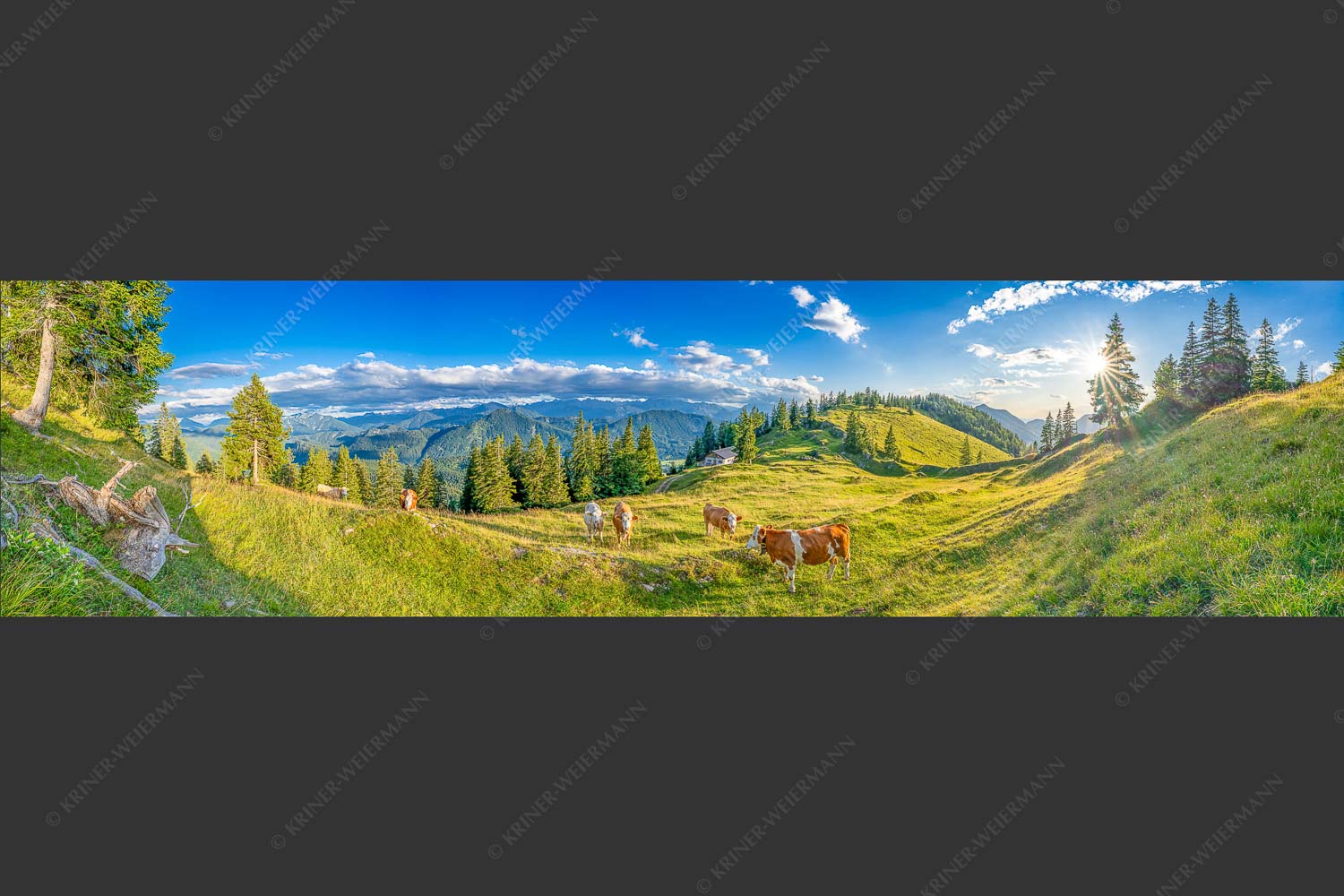 Junge Kälber auf einer Alm bei Jachenau - Almabend 4:1  -- Almweide Jachenau - mehr Infos bei www.Kriner-Weiermann.de