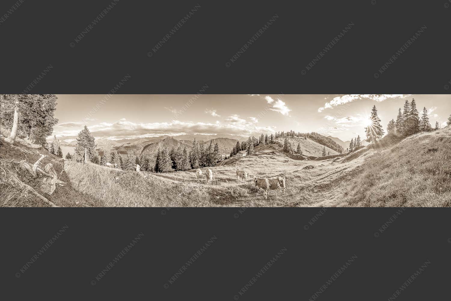 Junge Kälber auf einer Alm bei Jachenau - Almabend 4:1 sepia -- Almweide Jachenau - mehr Infos bei www.Kriner-Weiermann.de