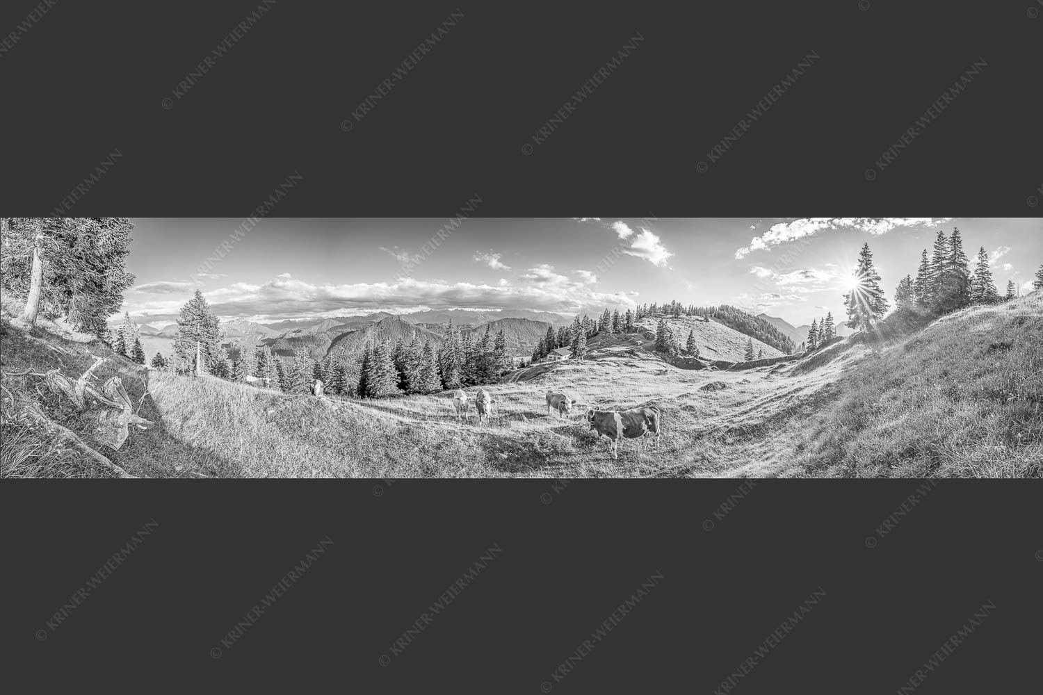 Junge Kälber auf einer Alm bei Jachenau - Almabend 4:1 sw -- Almweide Jachenau - mehr Infos bei www.Kriner-Weiermann.de