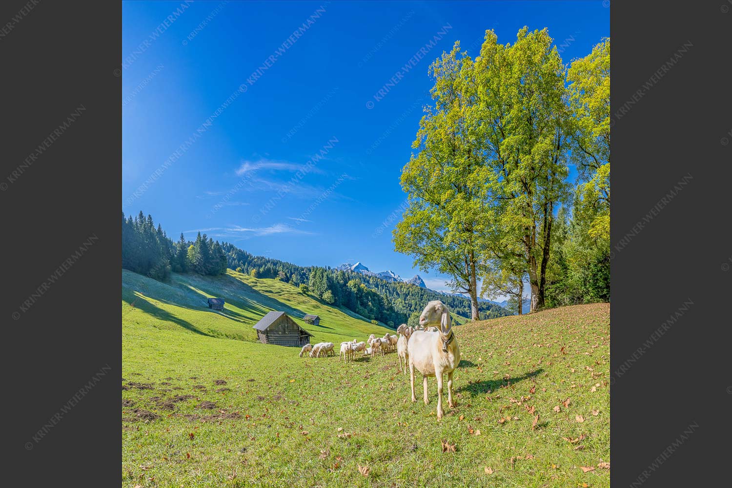 Bergschafherde auf Herbstweide bei Wamberg mit Blick zum Zugspitzmassiv - Alpine Gelassenheit 1:1  -- Herbstliche Kulturlandschaft Werdenfels - mehr Infos bei www.Kriner-Weiermann.de