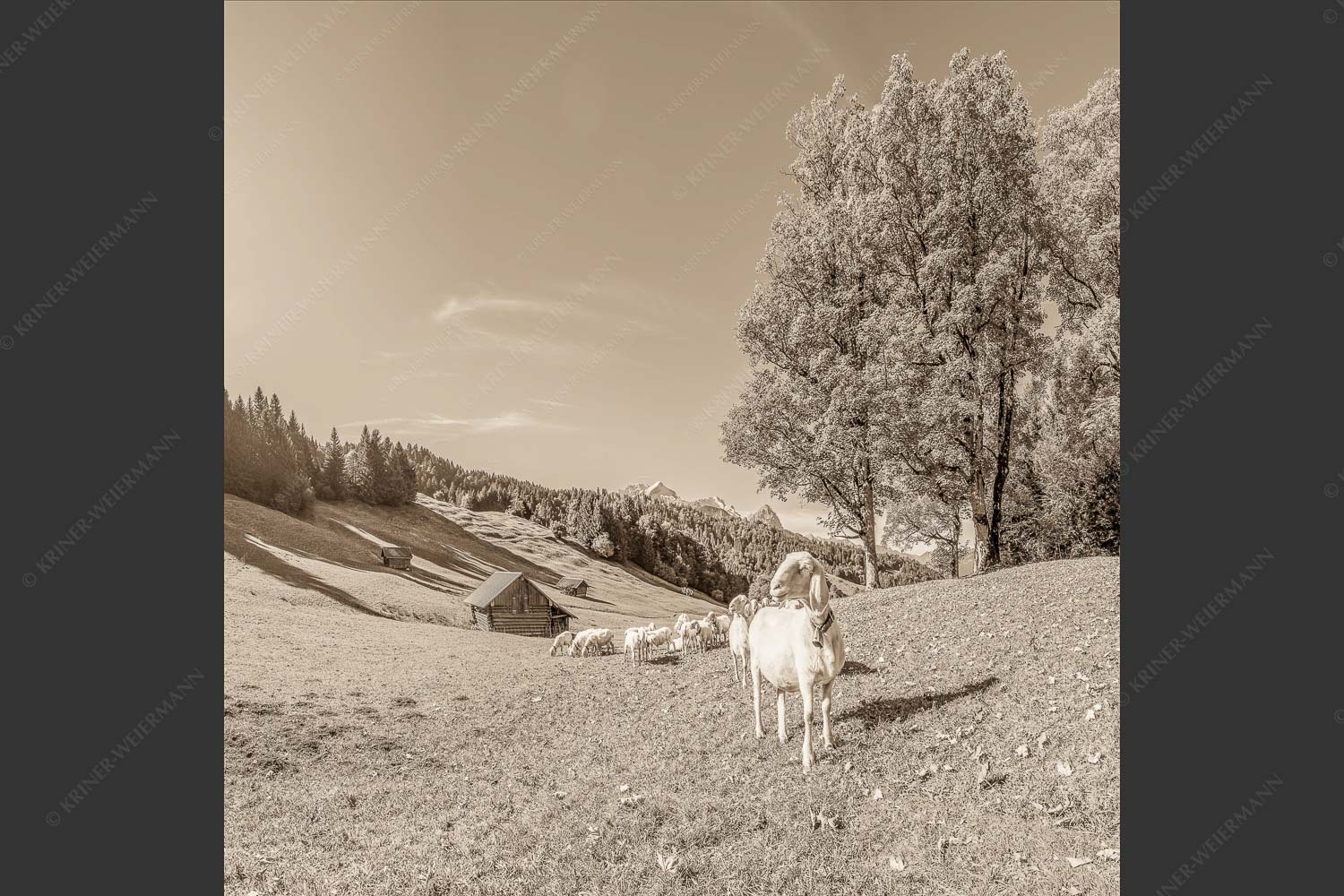 Bergschafherde auf Herbstweide bei Wamberg mit Blick zum Zugspitzmassiv - Alpine Gelassenheit 1:1 sepia -- Herbstliche Kulturlandschaft Werdenfels - mehr Infos bei www.Kriner-Weiermann.de