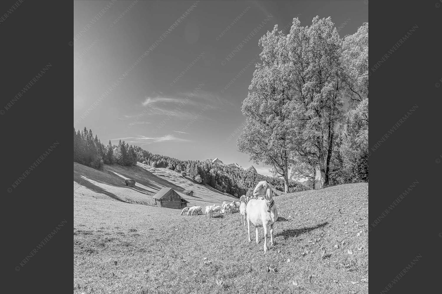 Bergschafherde auf Herbstweide bei Wamberg mit Blick zum Zugspitzmassiv - Alpine Gelassenheit 1:1 sw -- Herbstliche Kulturlandschaft Werdenfels - mehr Infos bei www.Kriner-Weiermann.de
