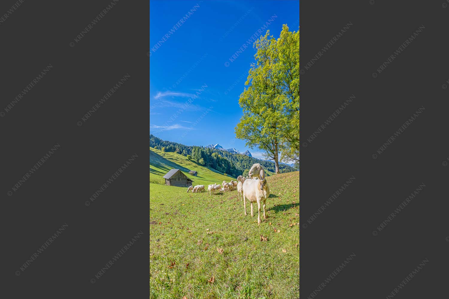 Bergschafherde auf Herbstweide bei Wamberg mit Blick zum Zugspitzmassiv - Alpine Gelassenheit 1:2  -- Herbstliche Kulturlandschaft Werdenfels - mehr Infos bei www.Kriner-Weiermann.de