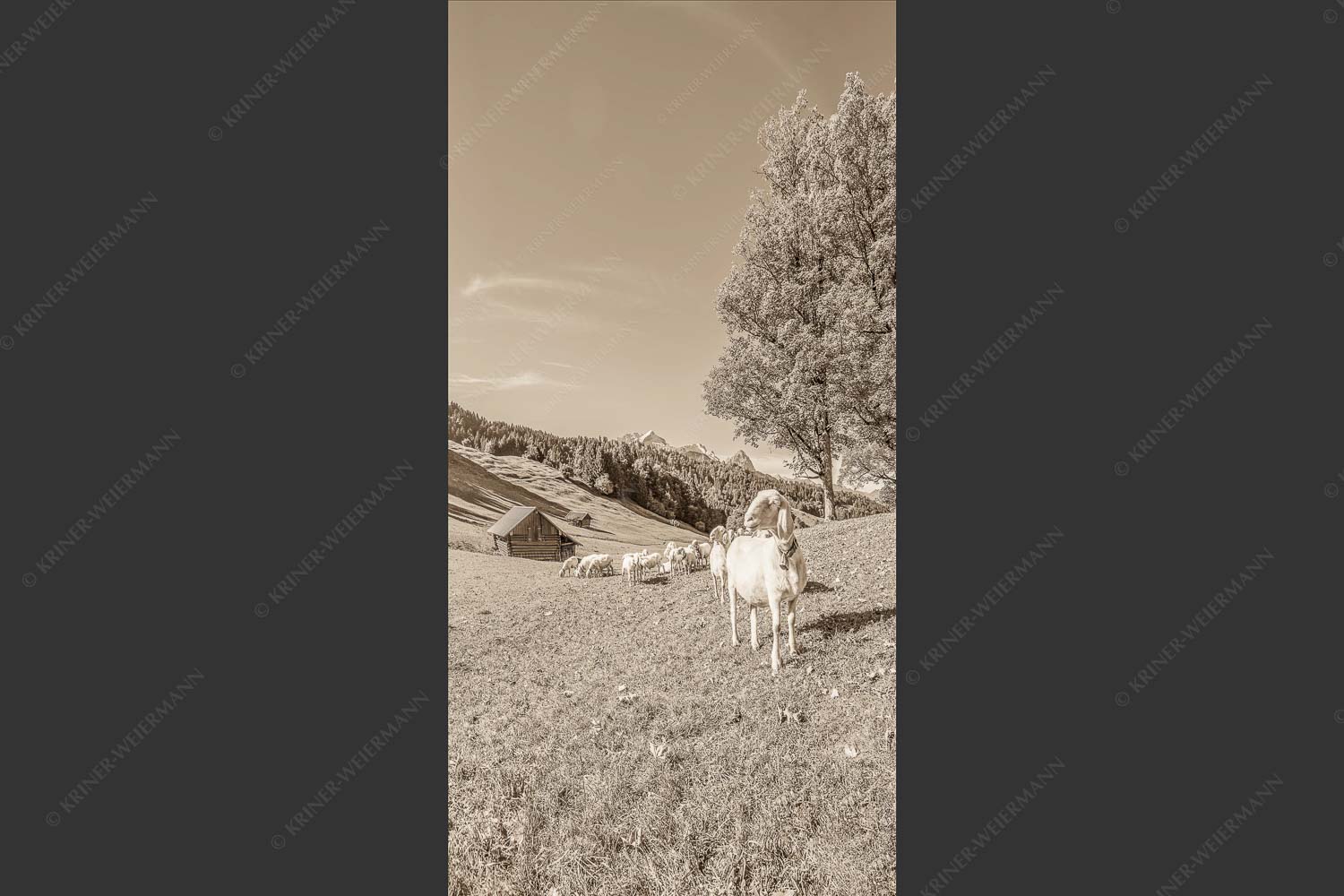 Bergschafherde auf Herbstweide bei Wamberg mit Blick zum Zugspitzmassiv - Alpine Gelassenheit 1:2 sepia -- Herbstliche Kulturlandschaft Werdenfels - mehr Infos bei www.Kriner-Weiermann.de