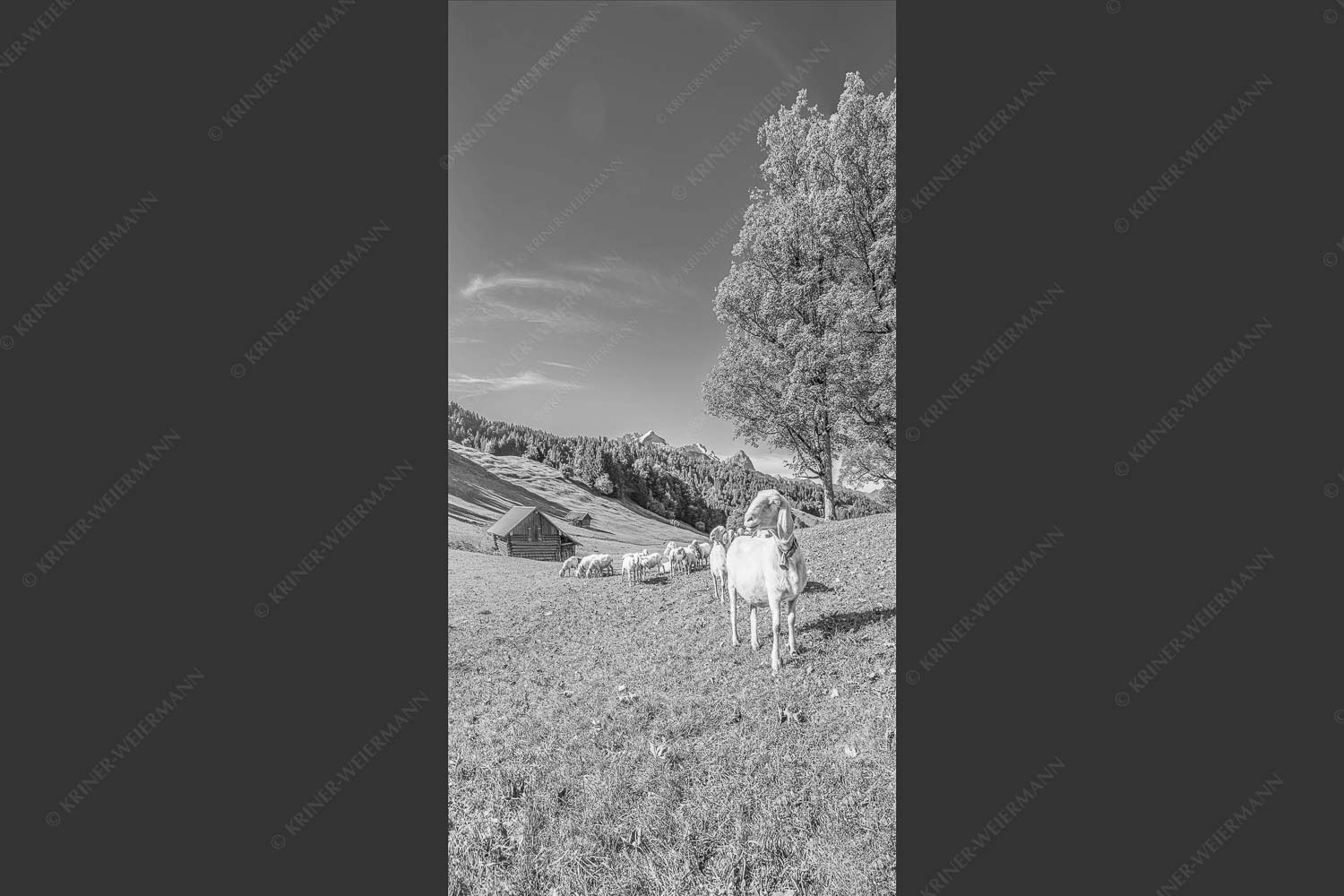 Bergschafherde auf Herbstweide bei Wamberg mit Blick zum Zugspitzmassiv - Alpine Gelassenheit 1:2 sw -- Herbstliche Kulturlandschaft Werdenfels - mehr Infos bei www.Kriner-Weiermann.de