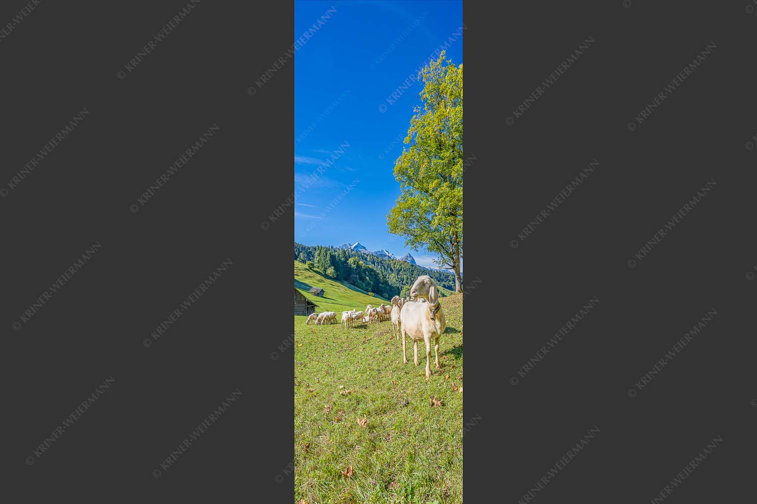 Bergschafherde auf Herbstweide bei Wamberg mit Blick zum Zugspitzmassiv - Alpine Gelassenheit 1:3  -- Herbstliche Kulturlandschaft Werdenfels - mehr Infos bei www.Kriner-Weiermann.de