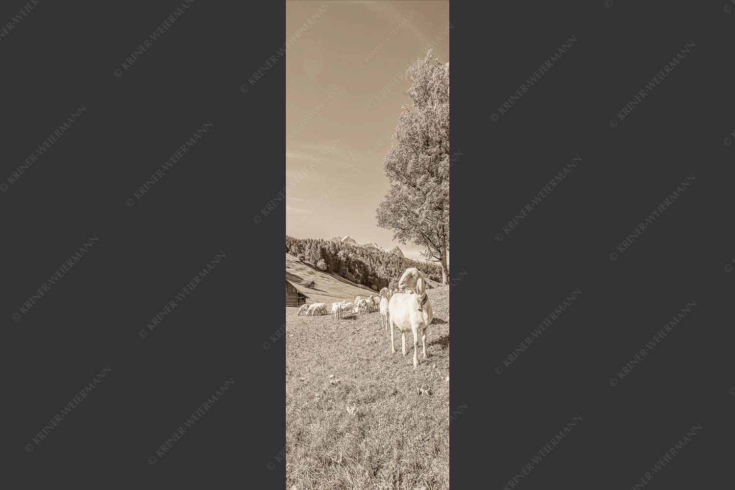 Bergschafherde auf Herbstweide bei Wamberg mit Blick zum Zugspitzmassiv - Alpine Gelassenheit 1:3 sepia -- Herbstliche Kulturlandschaft Werdenfels - mehr Infos bei www.Kriner-Weiermann.de
