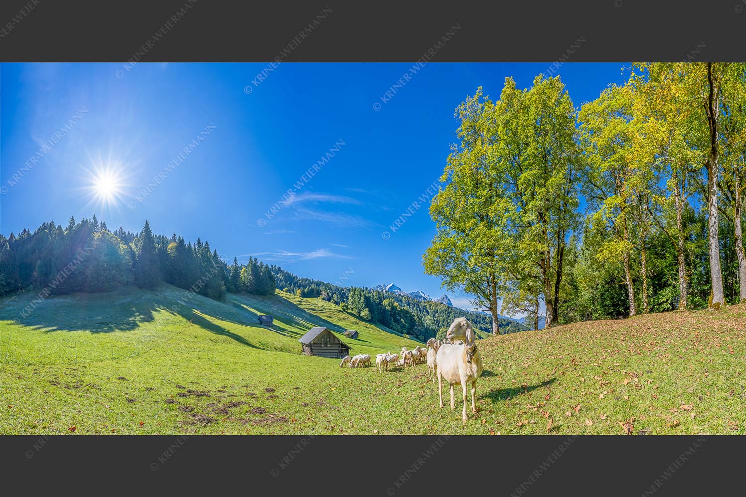 Bergschafherde auf Herbstweide bei Wamberg mit Blick zum Zugspitzmassiv - Alpine Gelassenheit 2:1  -- Herbstliche Kulturlandschaft Werdenfels - mehr Infos bei www.Kriner-Weiermann.de