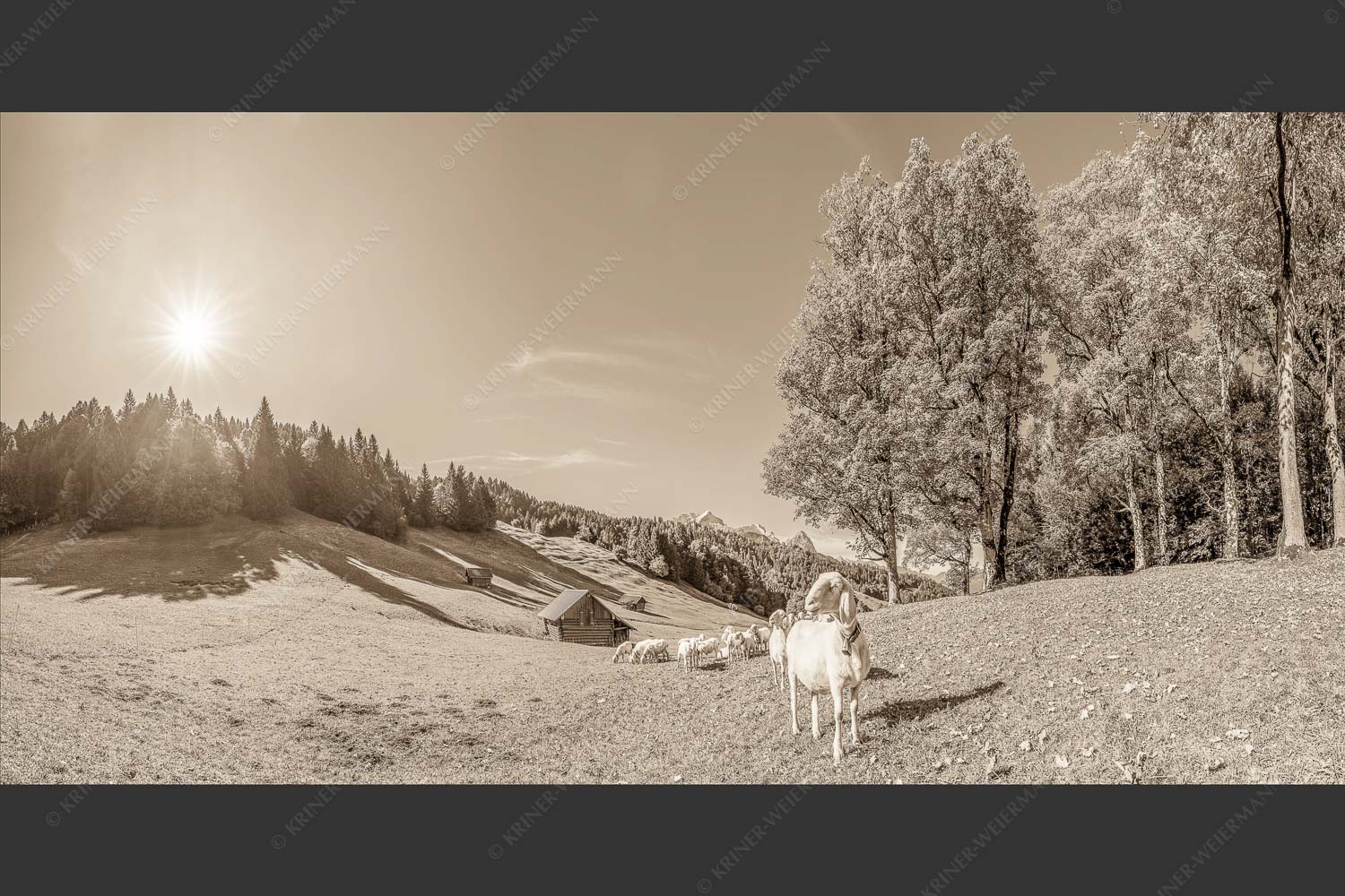 Bergschafherde auf Herbstweide bei Wamberg mit Blick zum Zugspitzmassiv - Alpine Gelassenheit 2:1 sepia -- Herbstliche Kulturlandschaft Werdenfels - mehr Infos bei www.Kriner-Weiermann.de