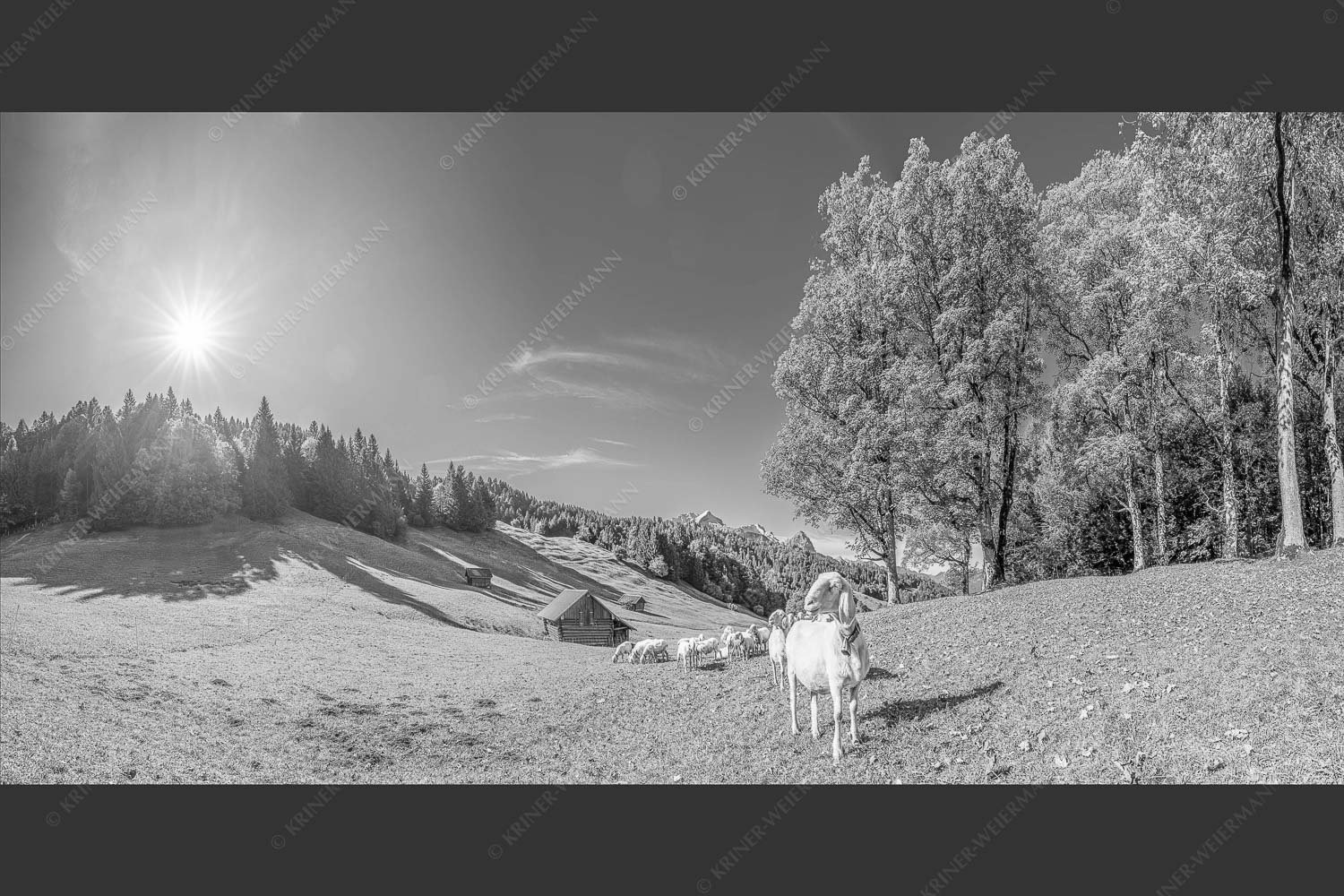 Bergschafherde auf Herbstweide bei Wamberg mit Blick zum Zugspitzmassiv - Alpine Gelassenheit 2:1 sw -- Herbstliche Kulturlandschaft Werdenfels - mehr Infos bei www.Kriner-Weiermann.de