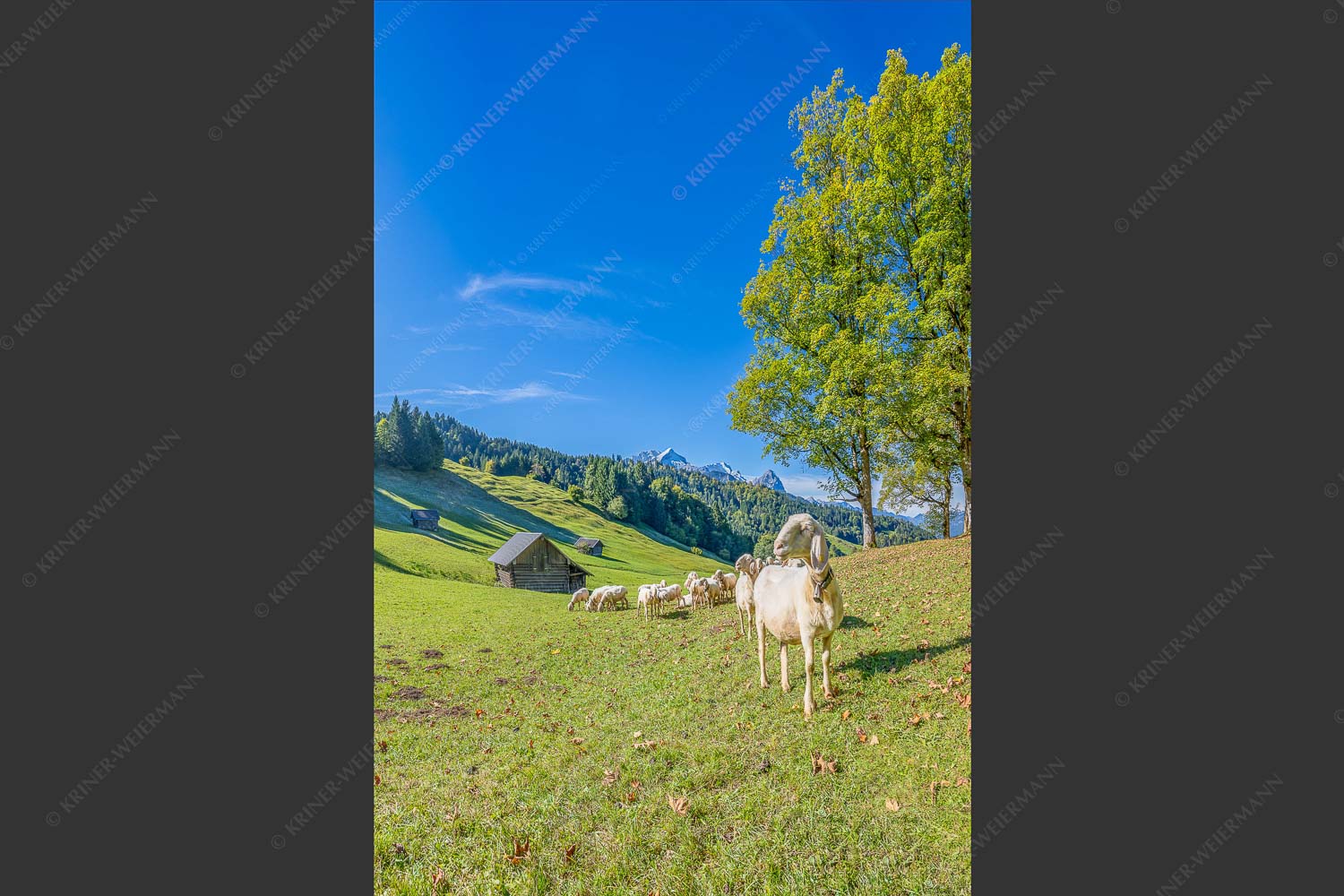 Bergschafherde auf Herbstweide bei Wamberg mit Blick zum Zugspitzmassiv - Alpine Gelassenheit 2:3  -- Herbstliche Kulturlandschaft Werdenfels - mehr Infos bei www.Kriner-Weiermann.de
